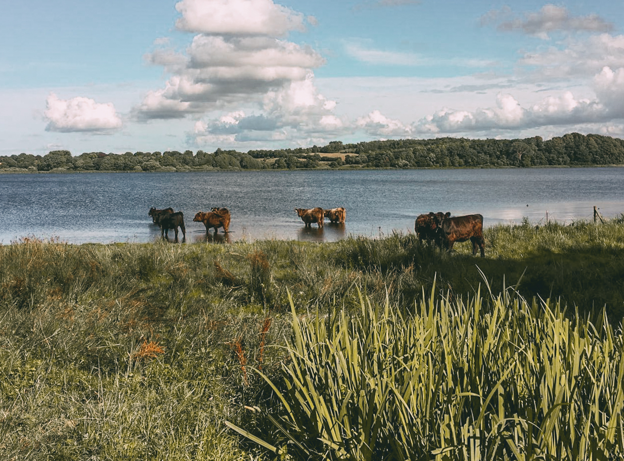 Galloway Rinder Geltinger Bucht