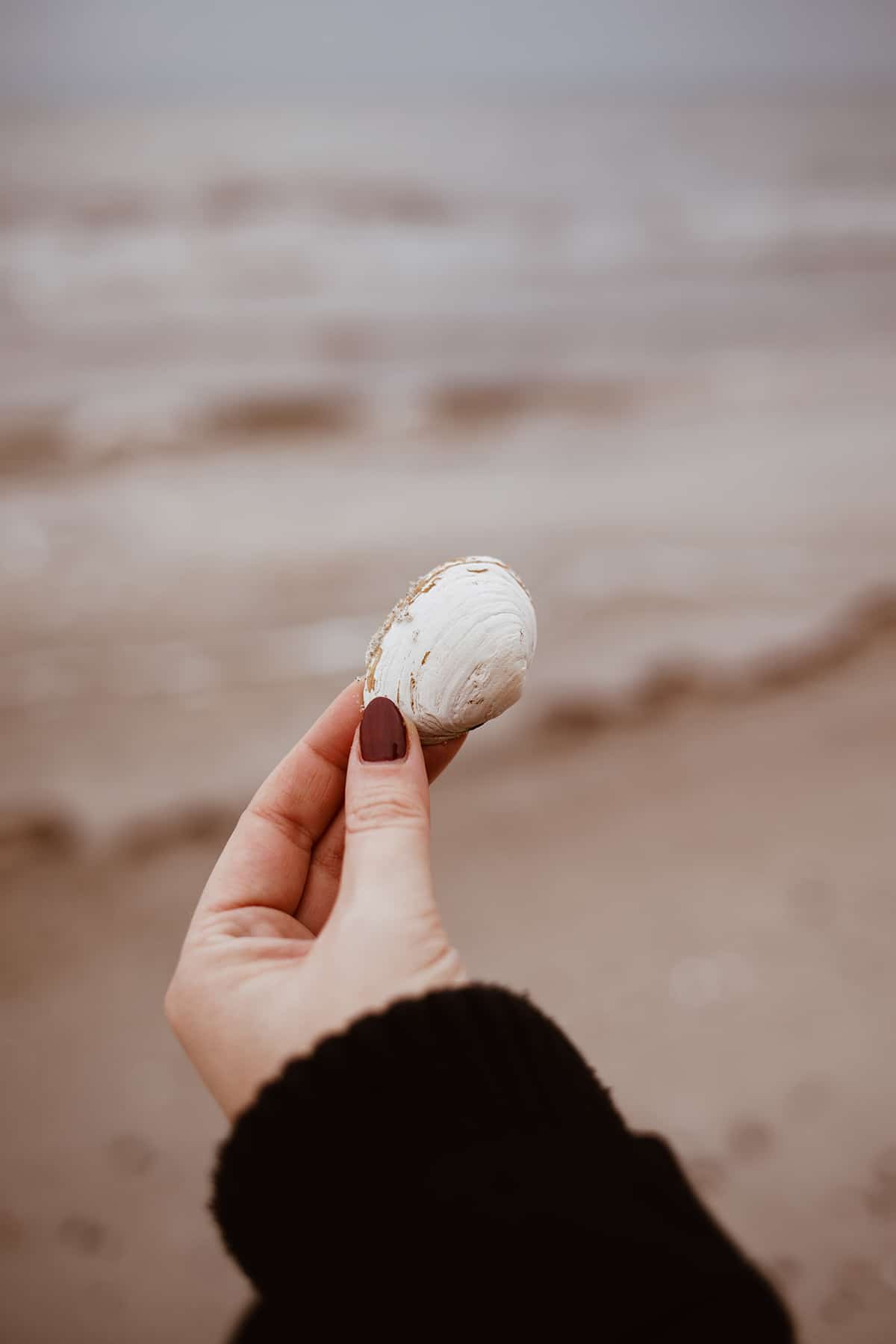 Muschel am Strand