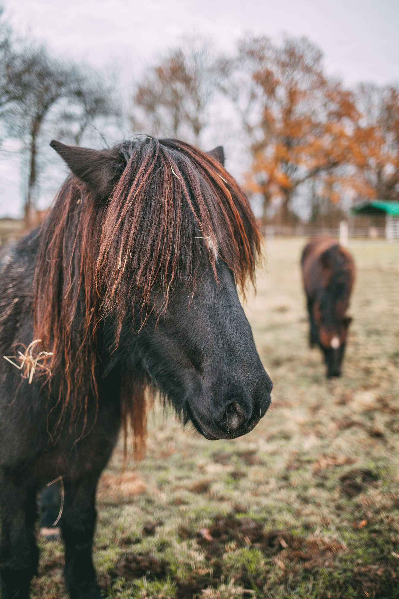 Pony auf der Weide