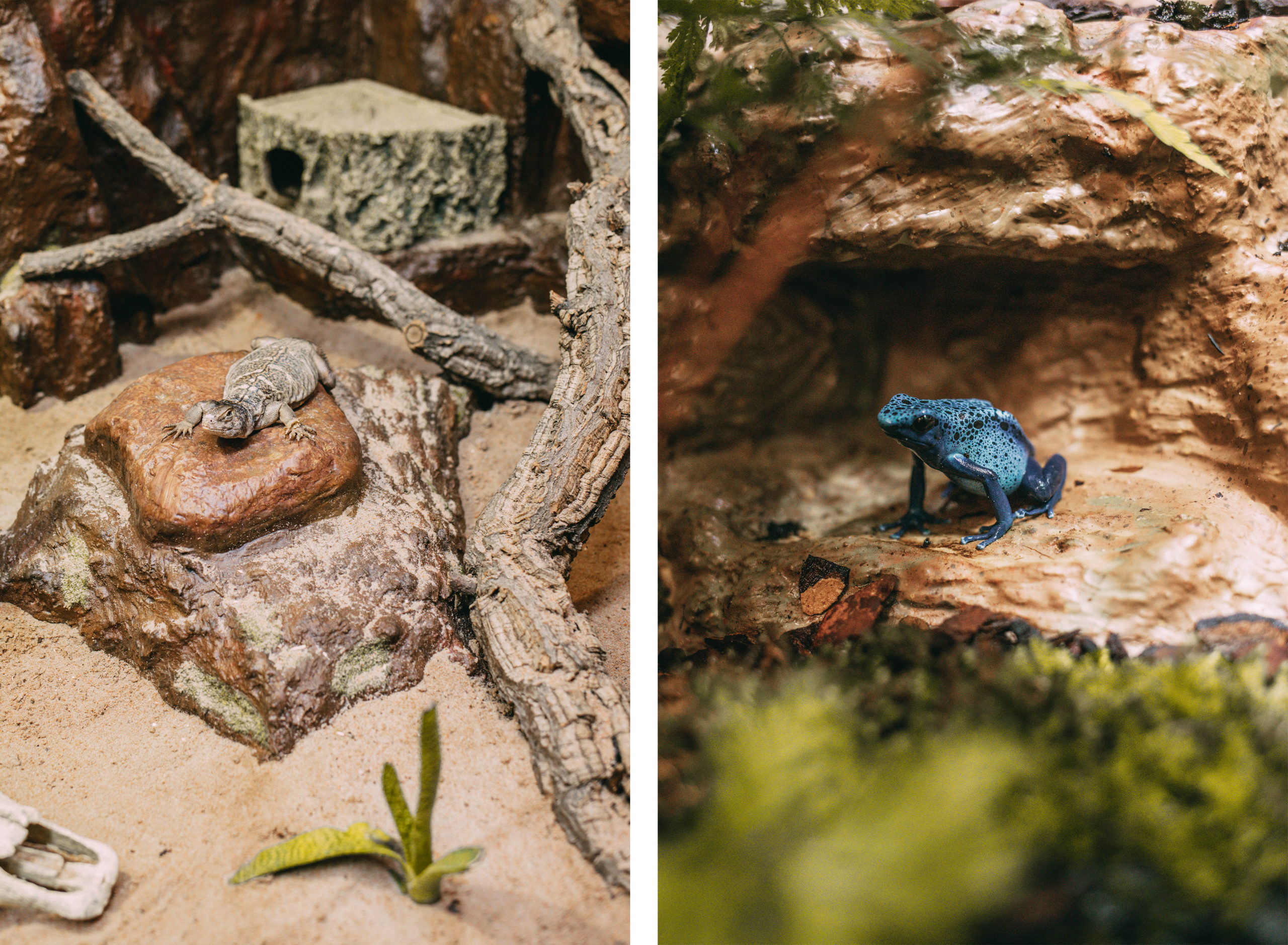 Terrarien Blauer Frosch