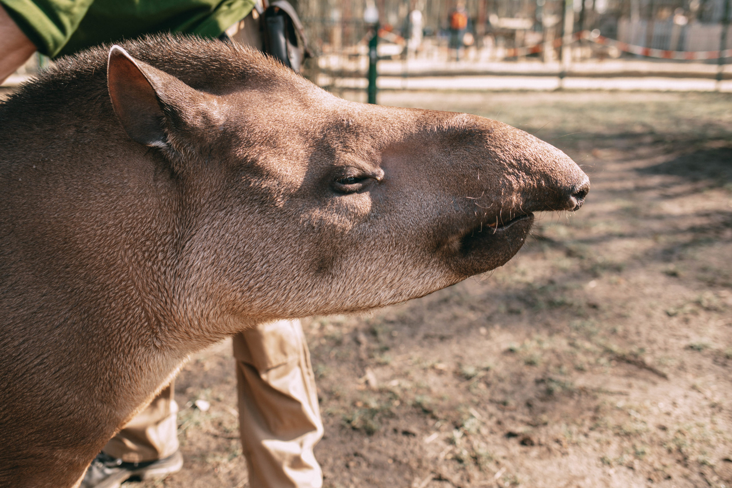 Tapir