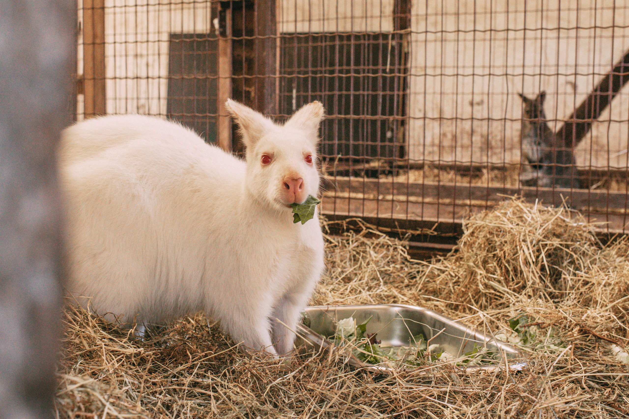 Albino Känguru