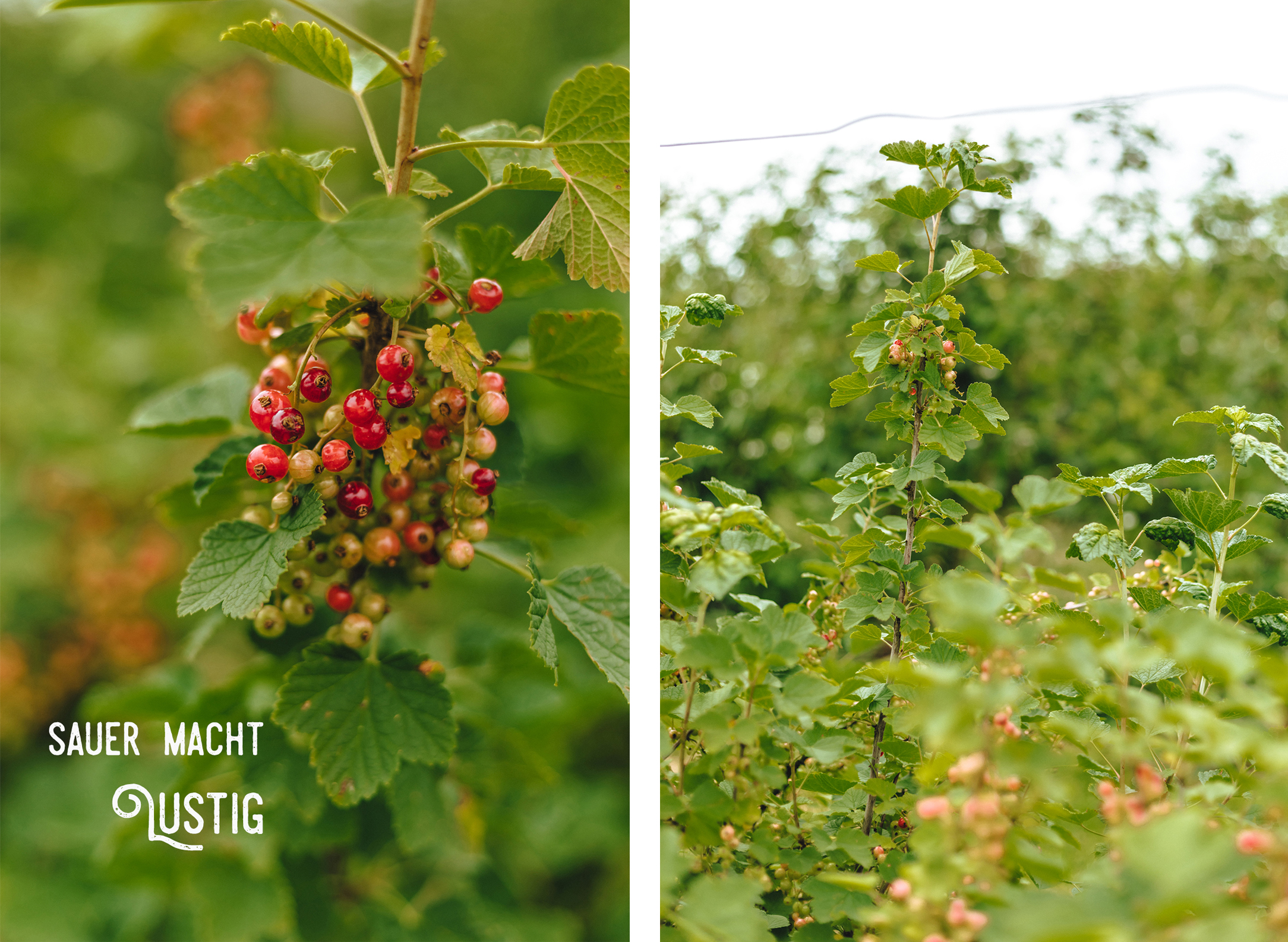 Erdbeer- und Himbeerhof Gut Steinwehr: Johannisbeeren