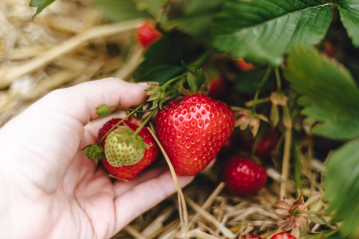 Erdbeer- und Himbeerhof Gut Steinwehr: Erdbeeren pflücken