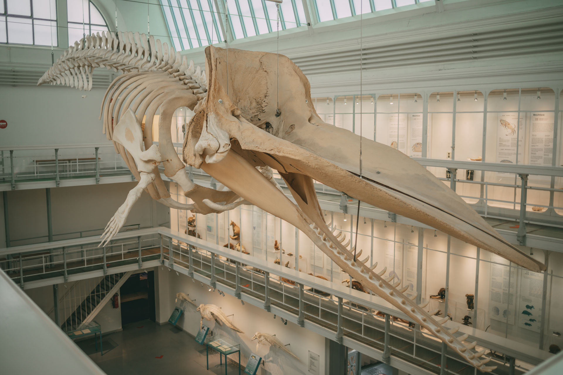 Ein Skelett eines Pottwals im Zoologischen Museum