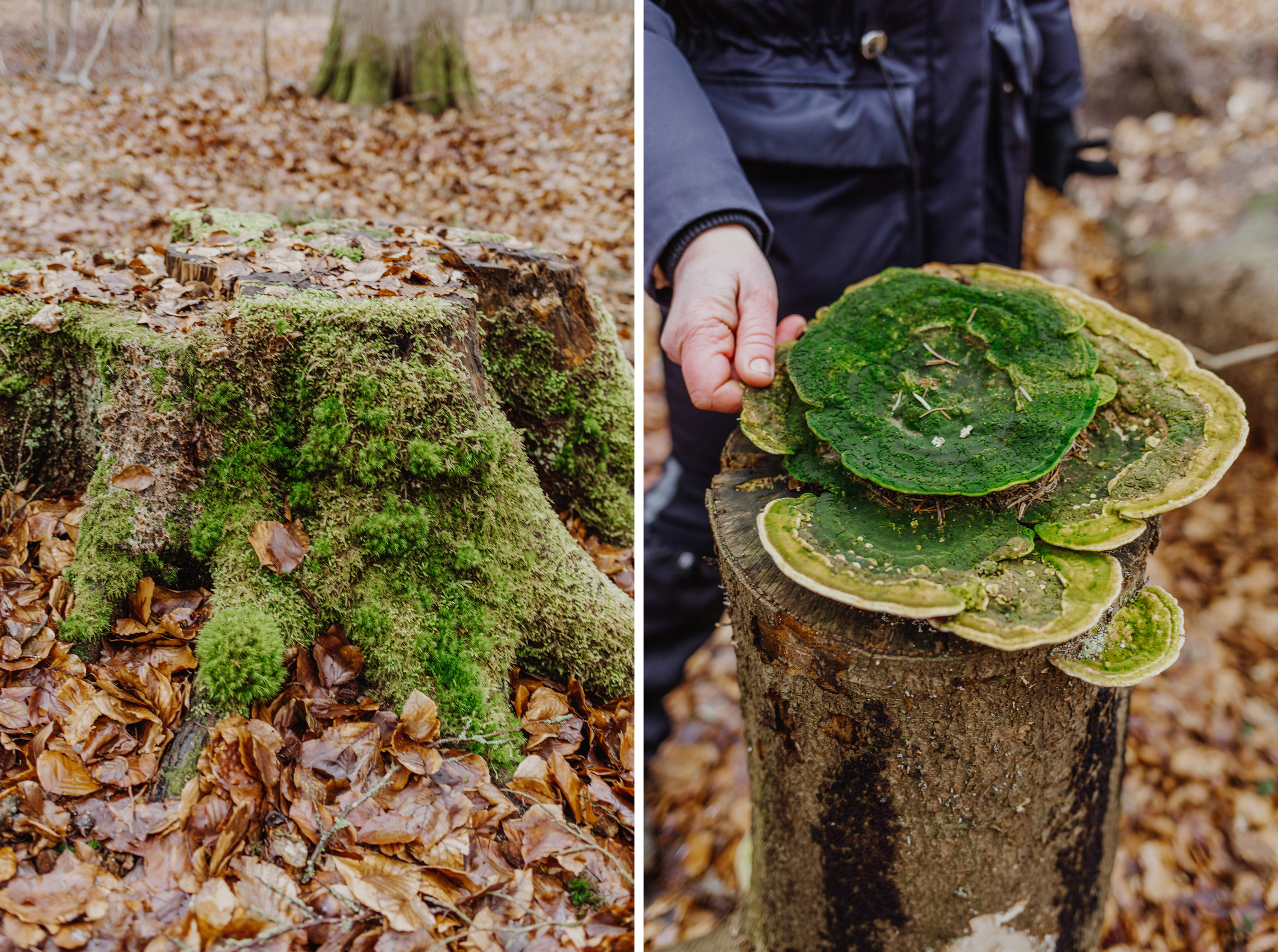 Baumstamm und Pilz im Wald in Malente