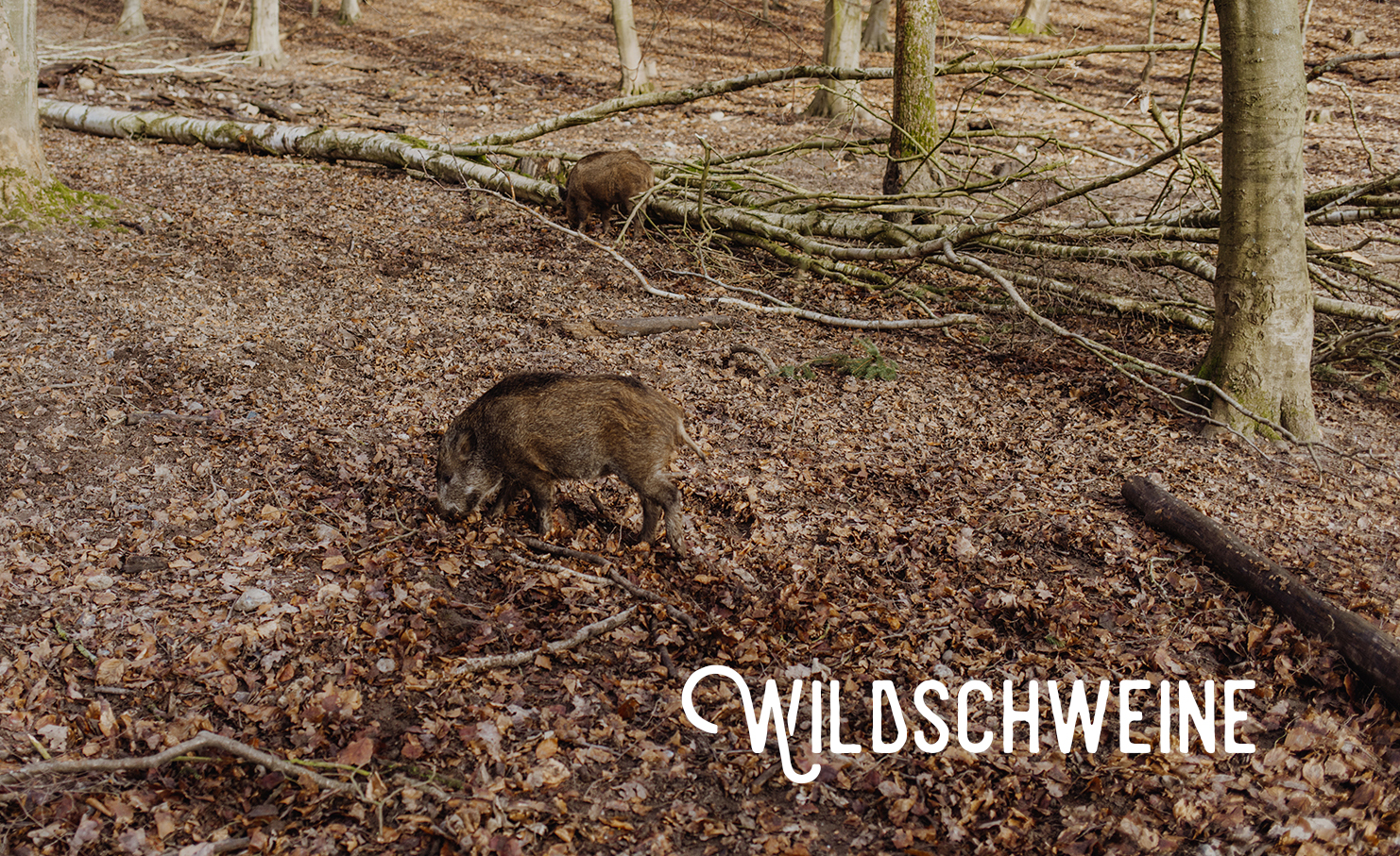 Waldbaden Malente: Wildschweine