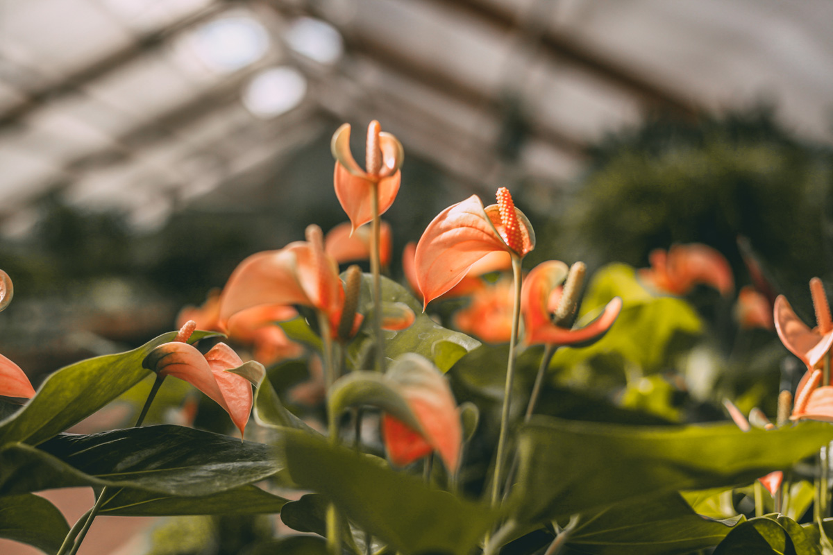 Wunderschöne Blumen in der Gärtnerei Schnack in Nortorf