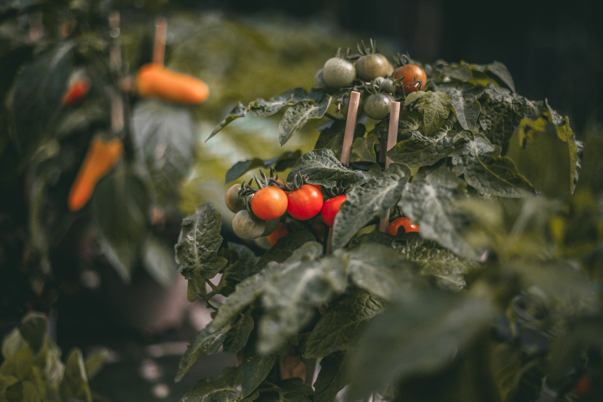 Bio-Tomaten bei Gärtnerei Schnack in Nortorf