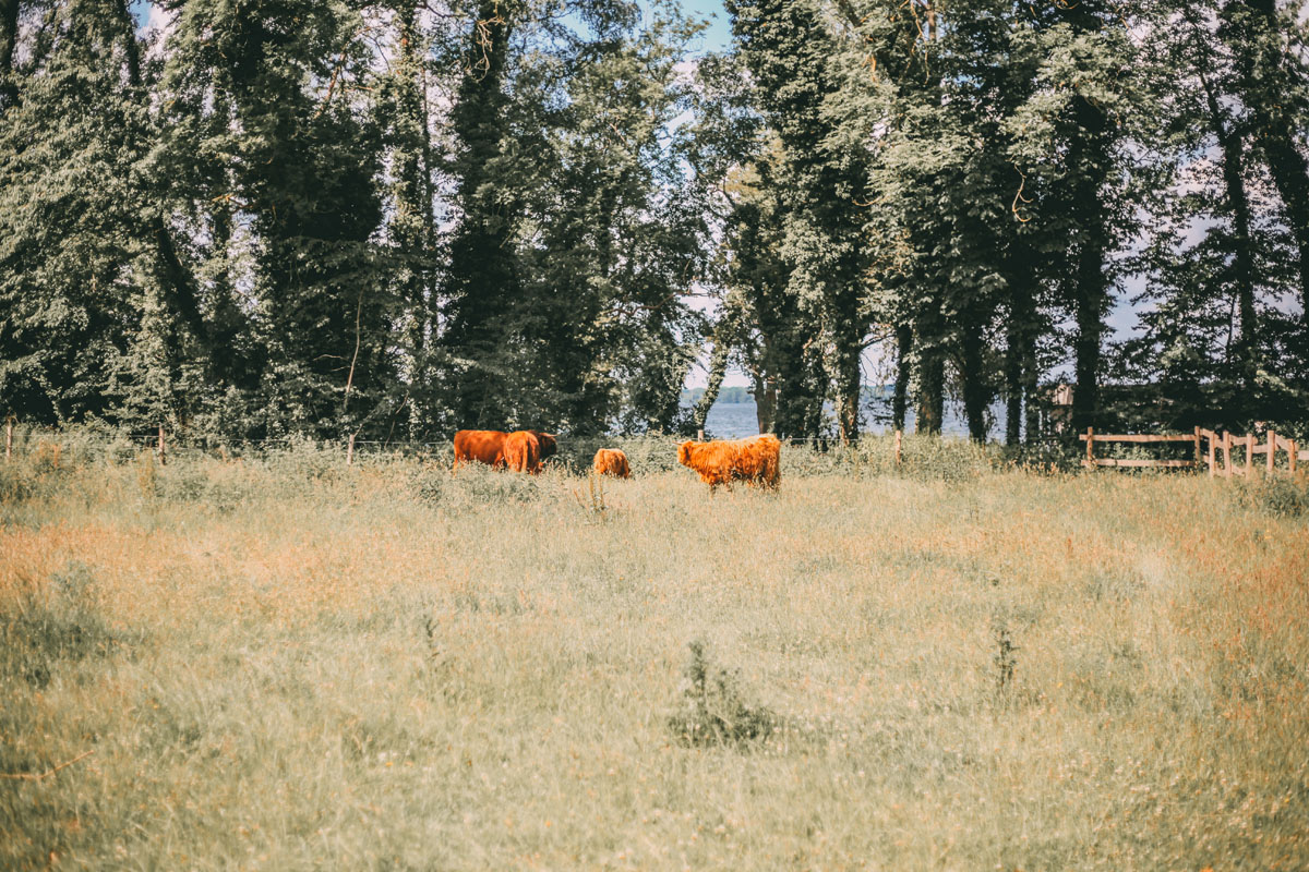 Eine Rinderherde auf einer Wiese