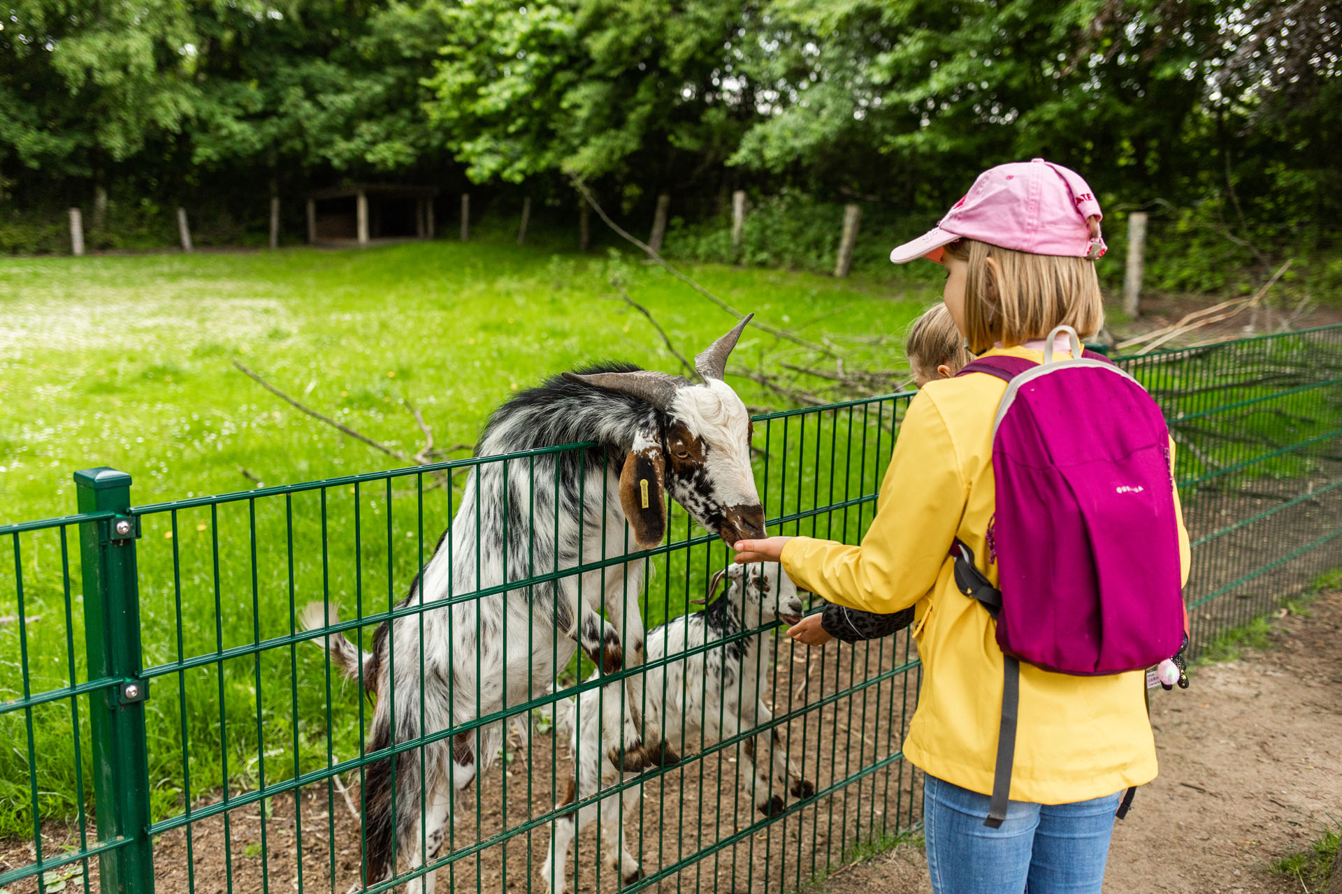 Wildpark Schwentinental: Jette und Helena füttern Ziegen