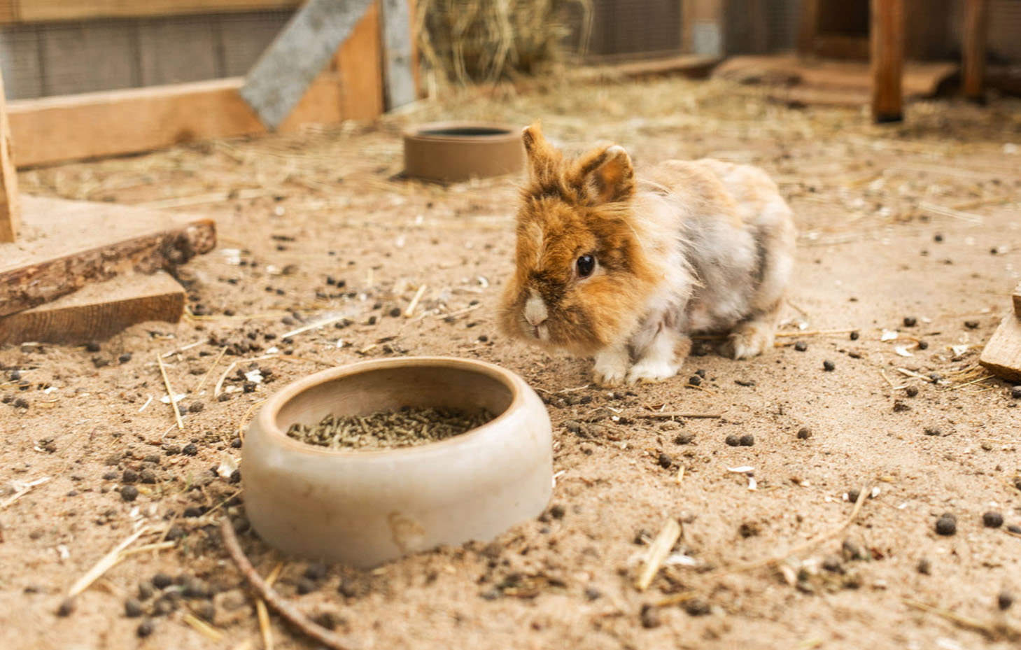 Kleines Kaninchen