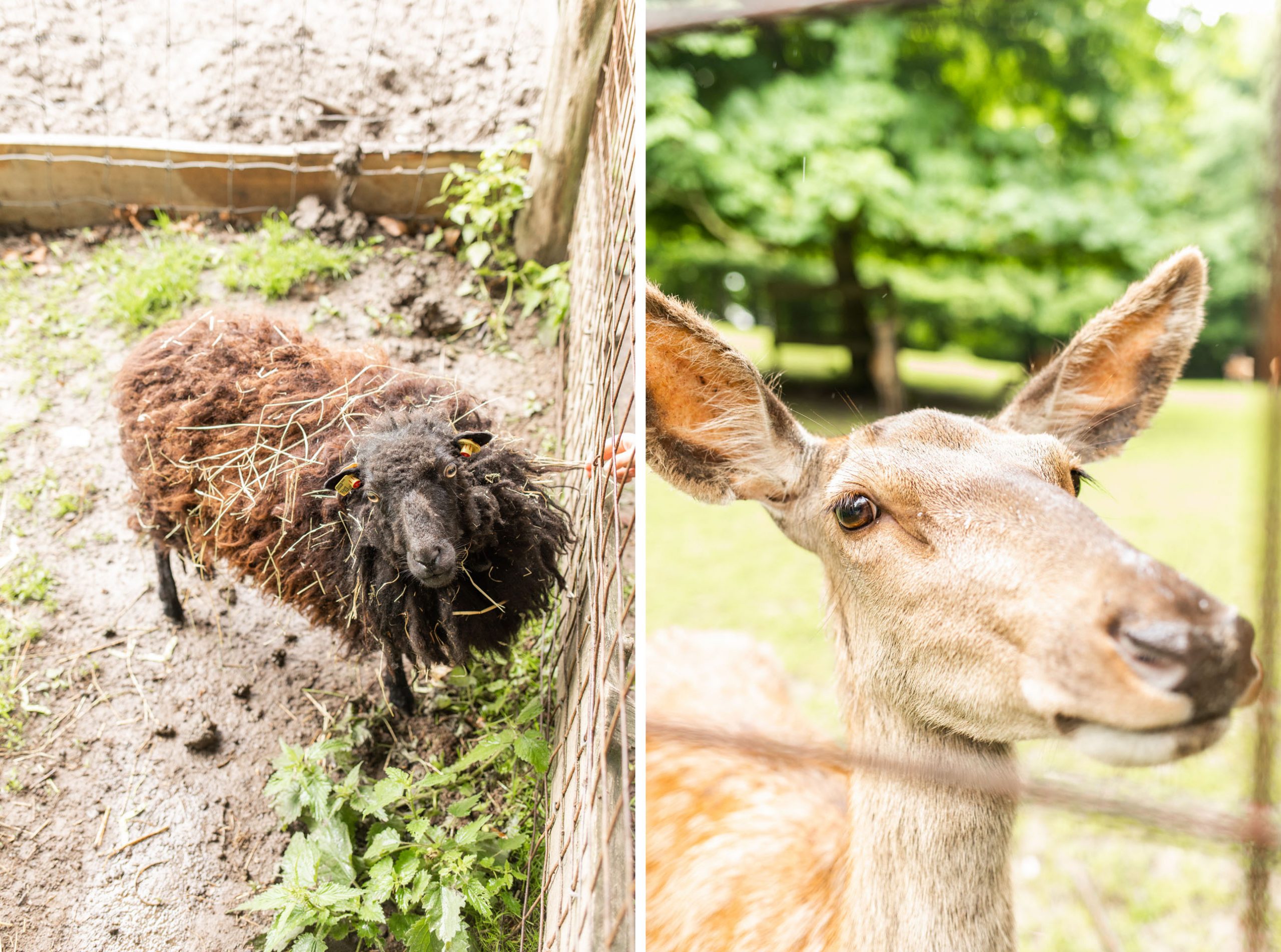 Links: Schaf, Rechts: Reh