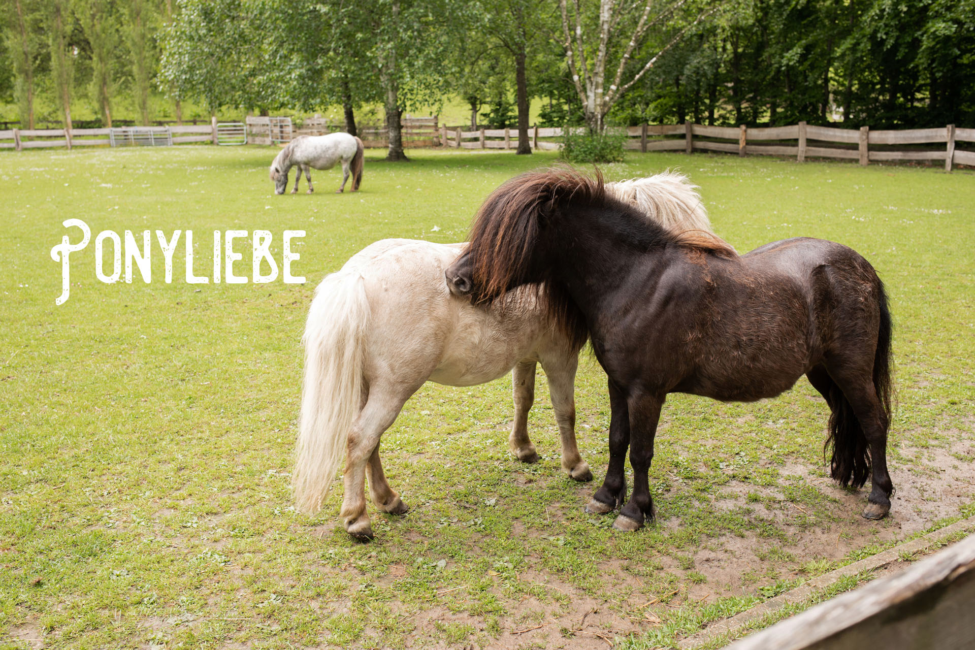 Zwei Ponys miteinander umschlungen, Aufschrift „Ponyliebe“