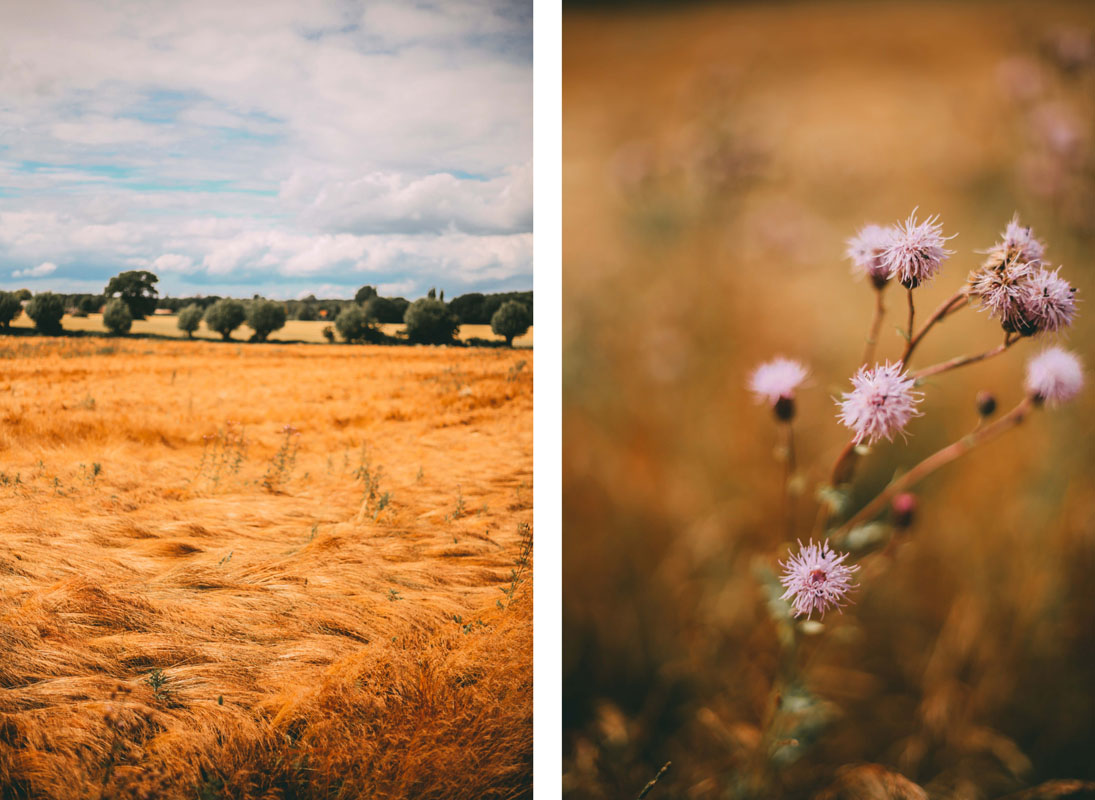 Ein Getreidefeld und eine Nahaufnahme einer Blume