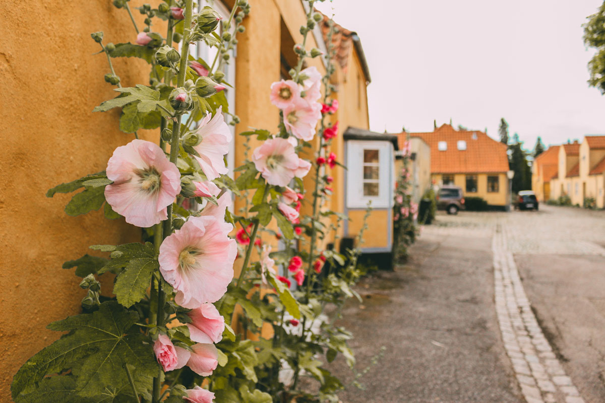 Blumen wachsen an einer Hauswand