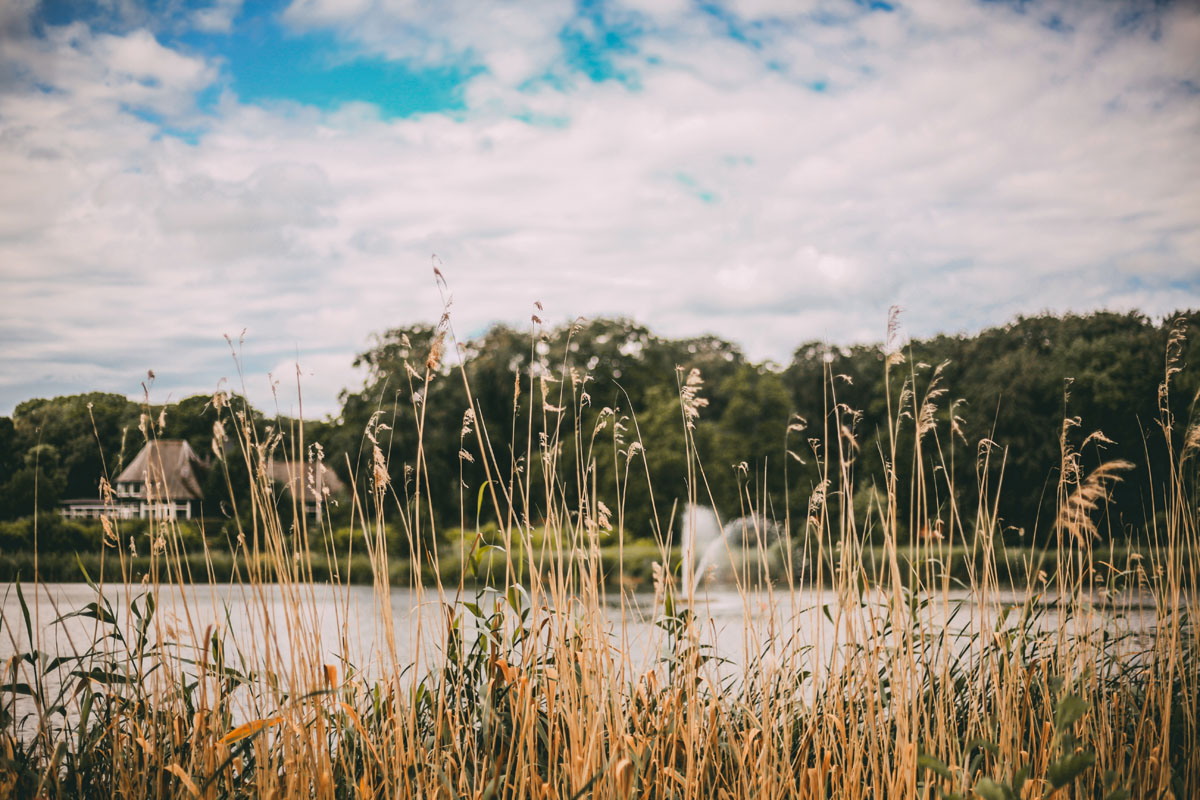 Gräser und im Hintergrund ein See und Bäume