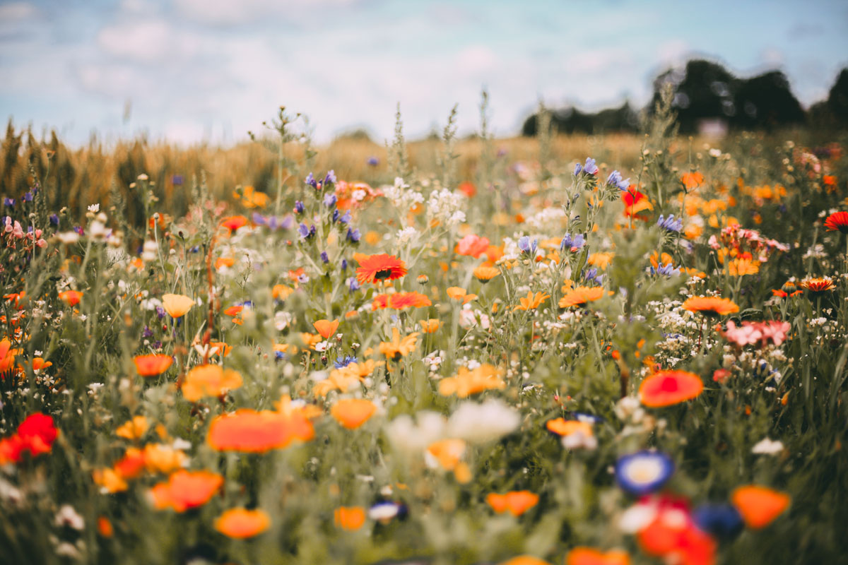 Eine Blumenwiese