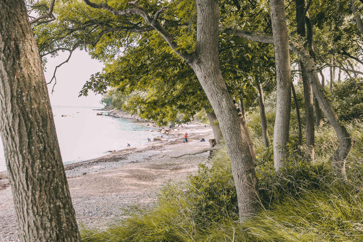 Gräser, Bäume, Strand und Meer