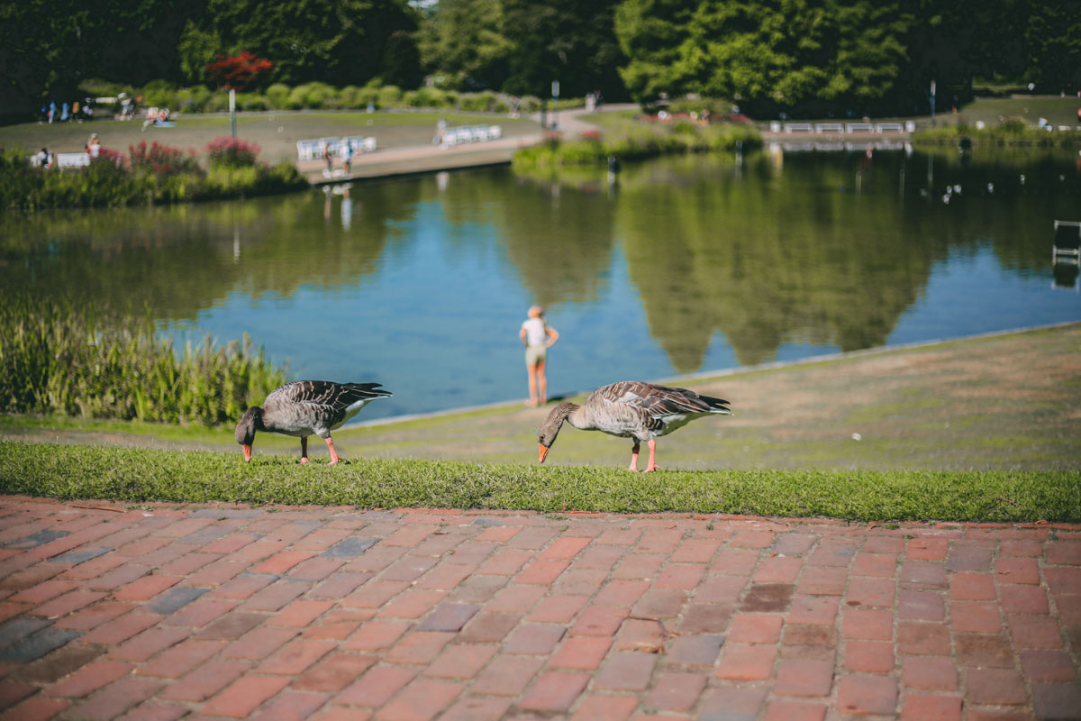 Gänse im Park