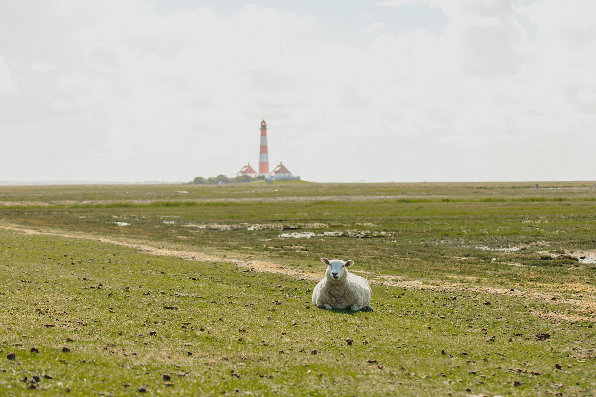 Ein Schaf liegt auf dem Grad vor dem Leuchtturm Westerheversand