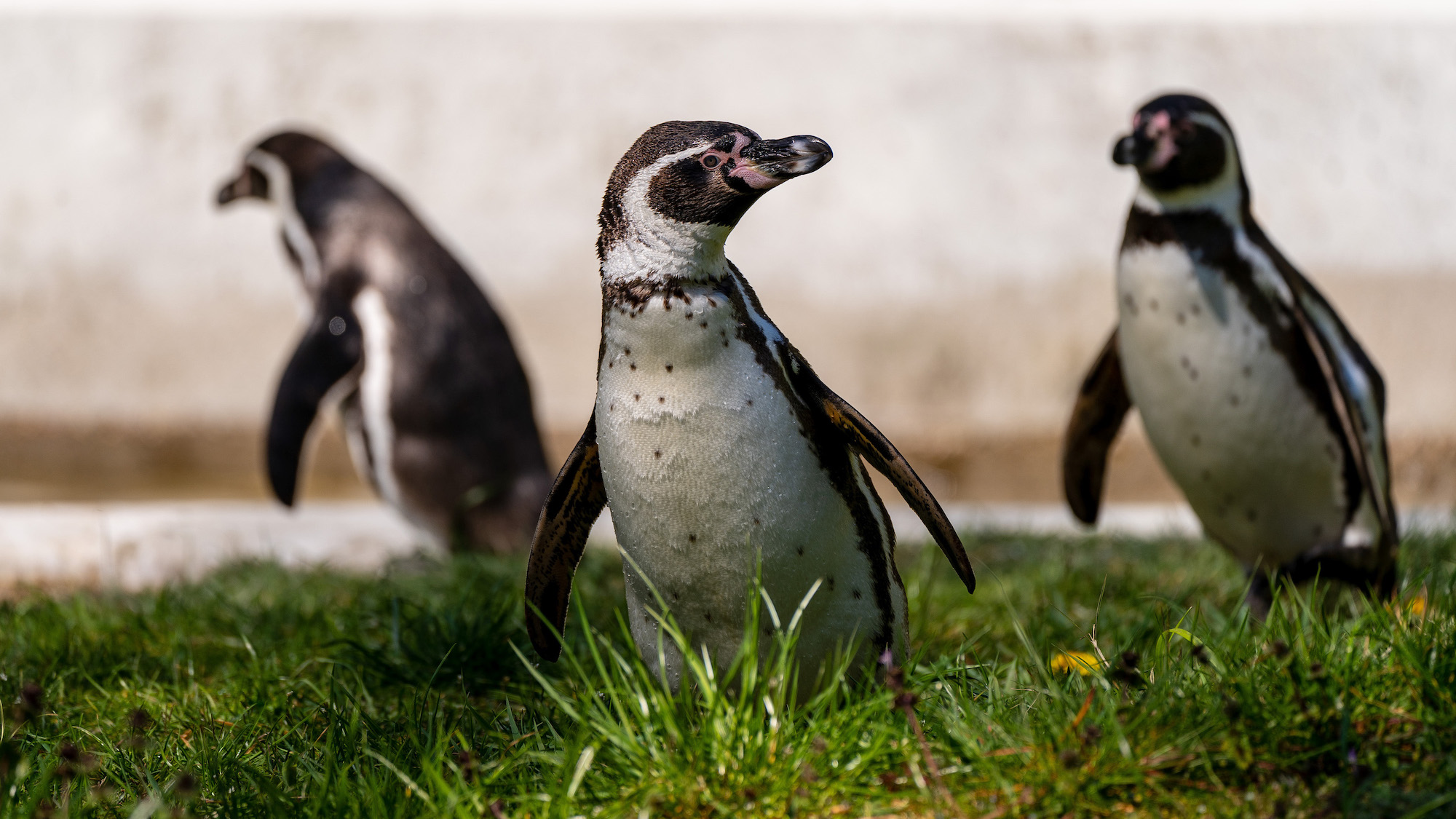Drei Humboldt Pinguine im Tierpark Neumünster