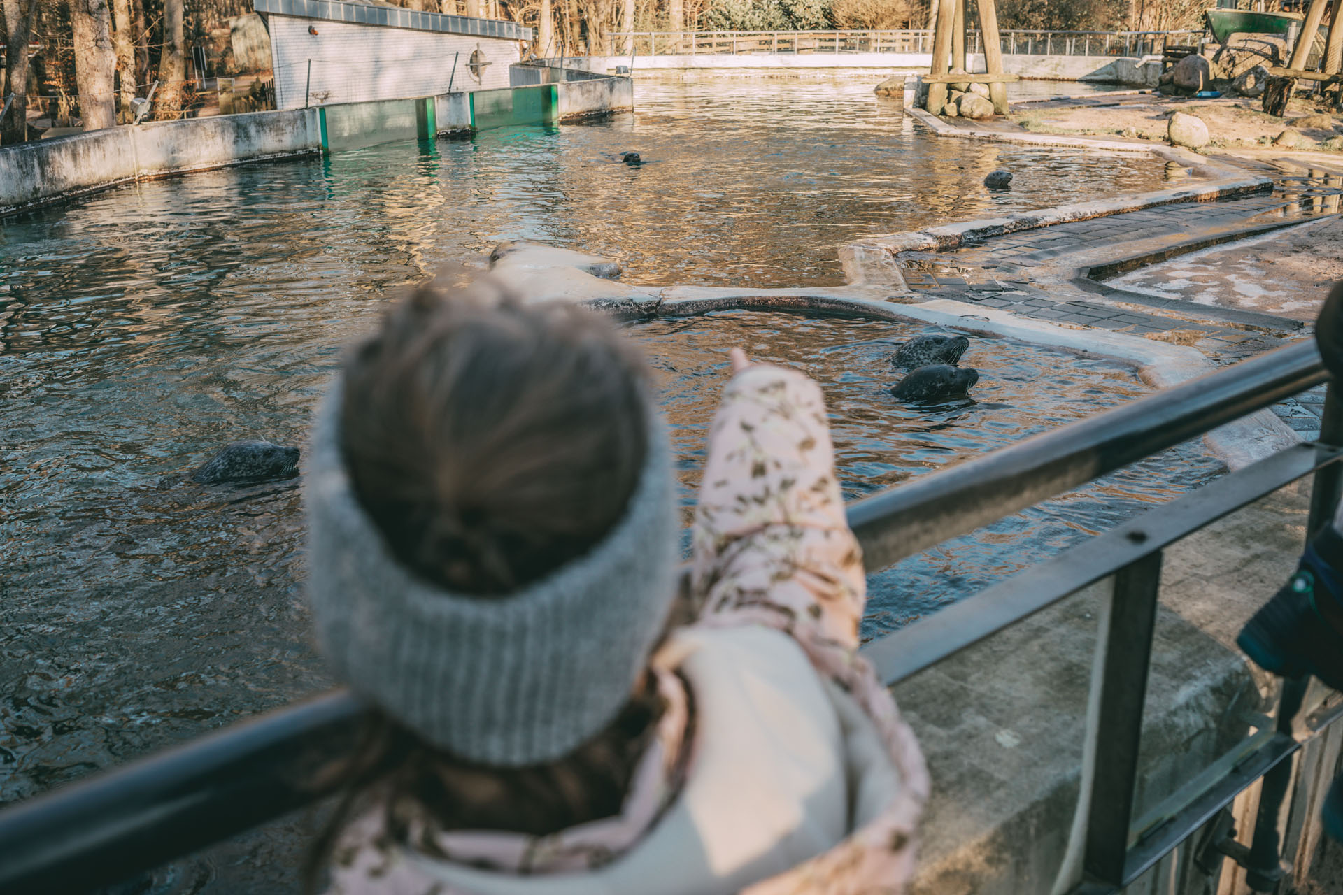 Ein Mädchen zeigt auf Seehunde im Wasser