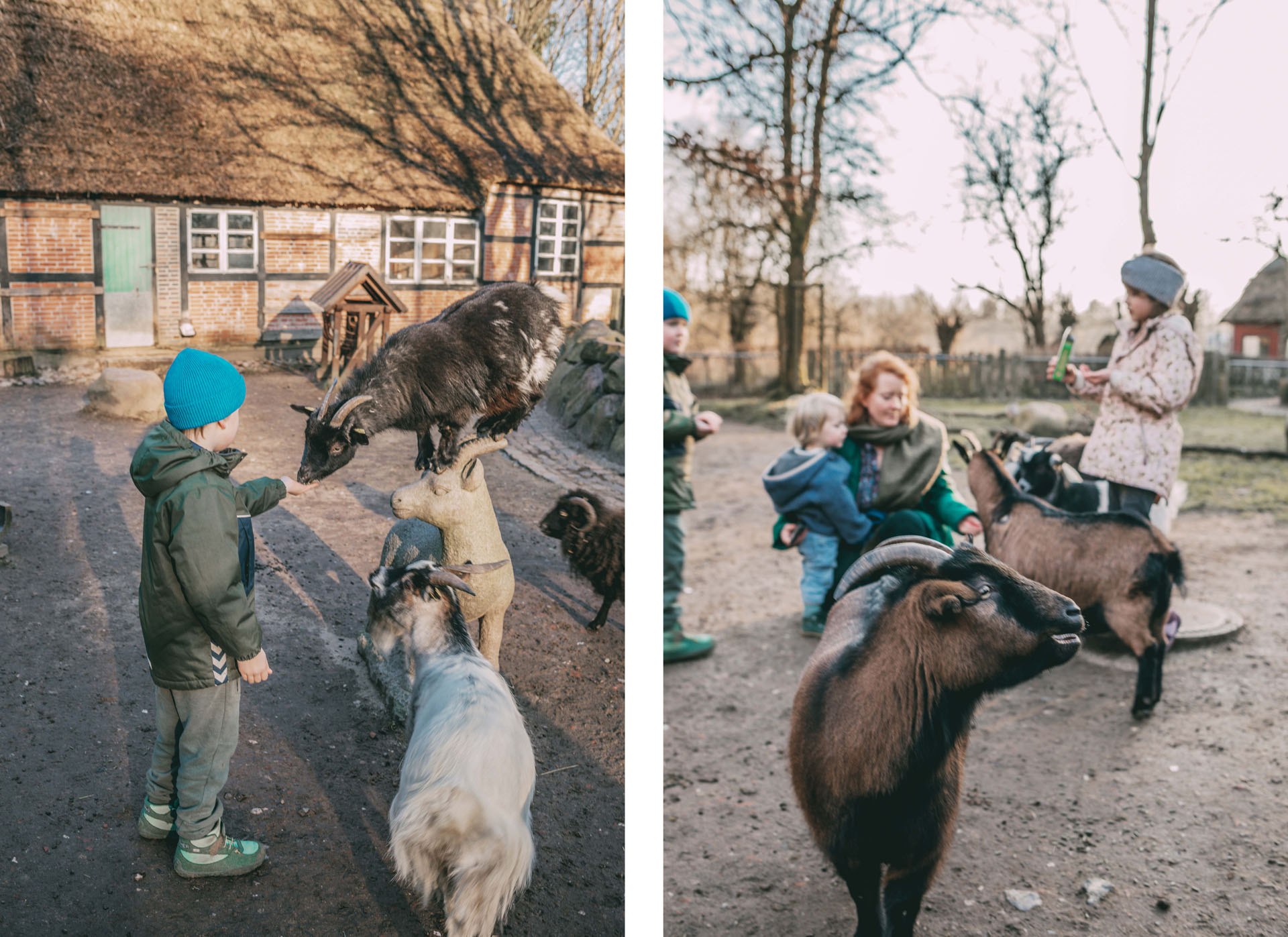 Kinder füttern Ziegen im Streichelgehene im Tierpark Neumünster