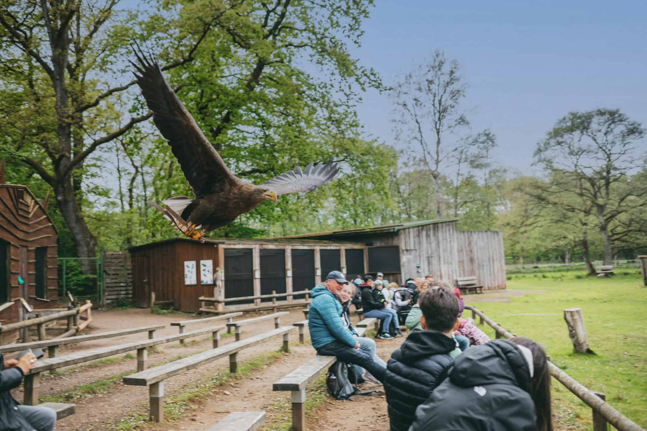 Ein Adler fliegt über die Köpfe der Zuschauenden