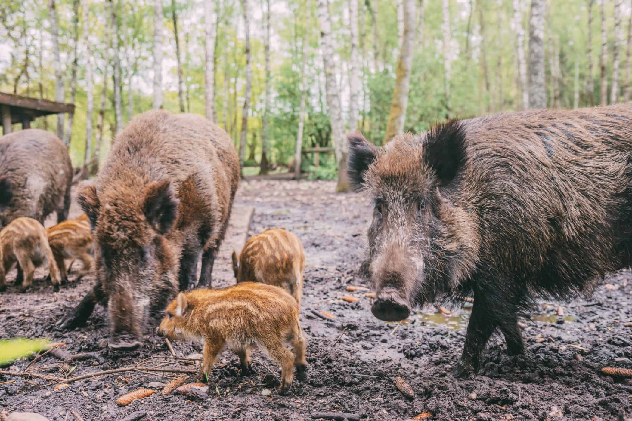 Wildschweine mit Frischlingen