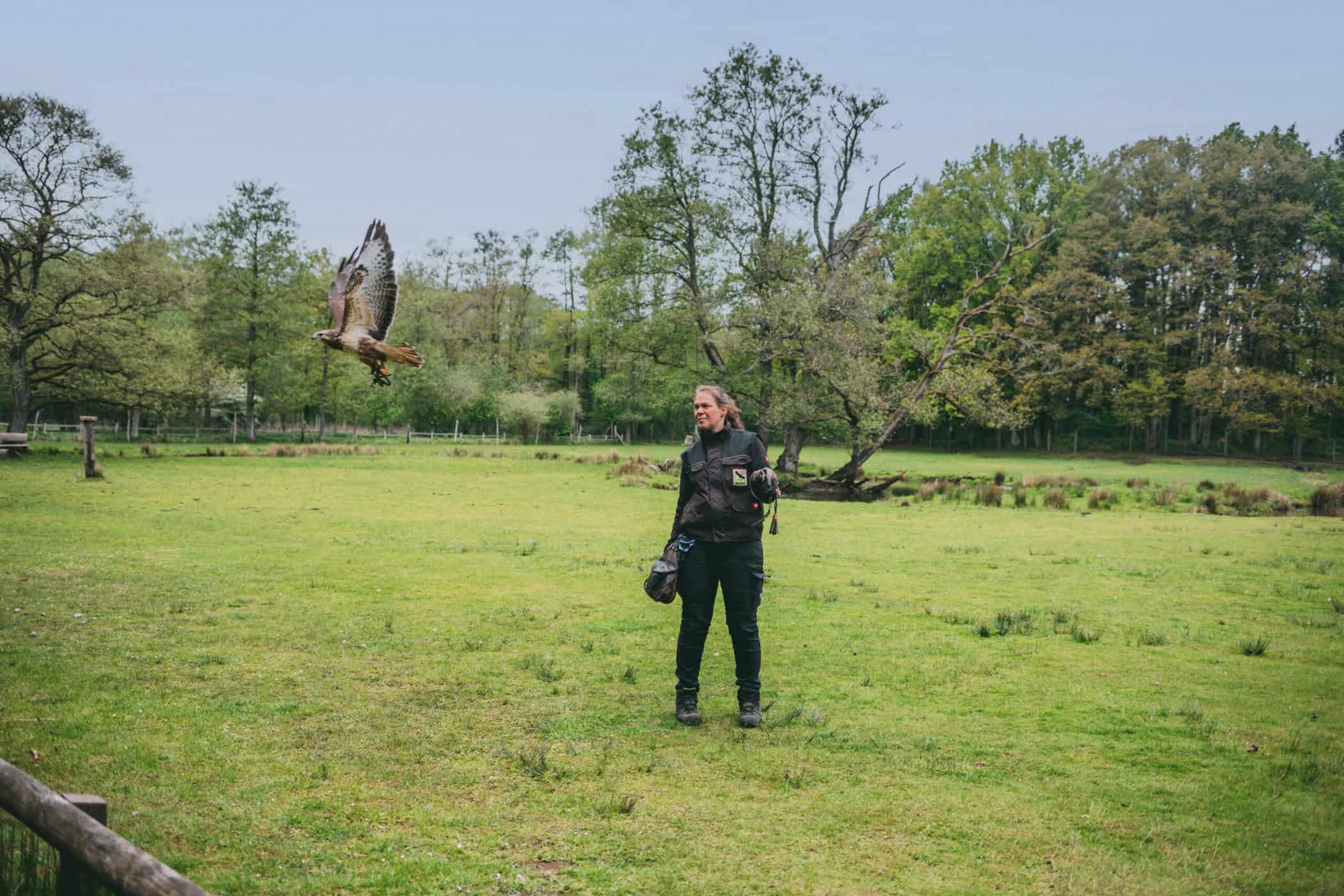 Ein Bussard beim Fliegen