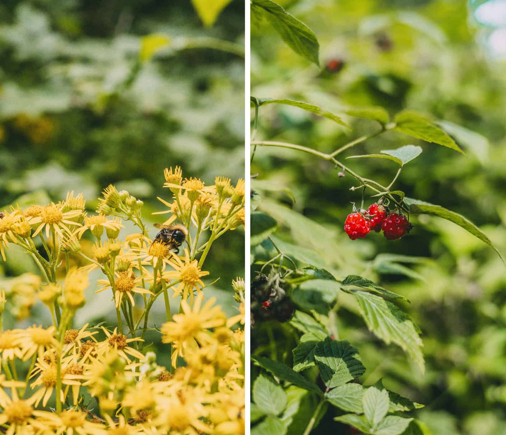 Wildblumen und Himbeeren im Waldgebiet Hahnheide bei einemm Ausflug in den Kreis Stormsrn entdecken