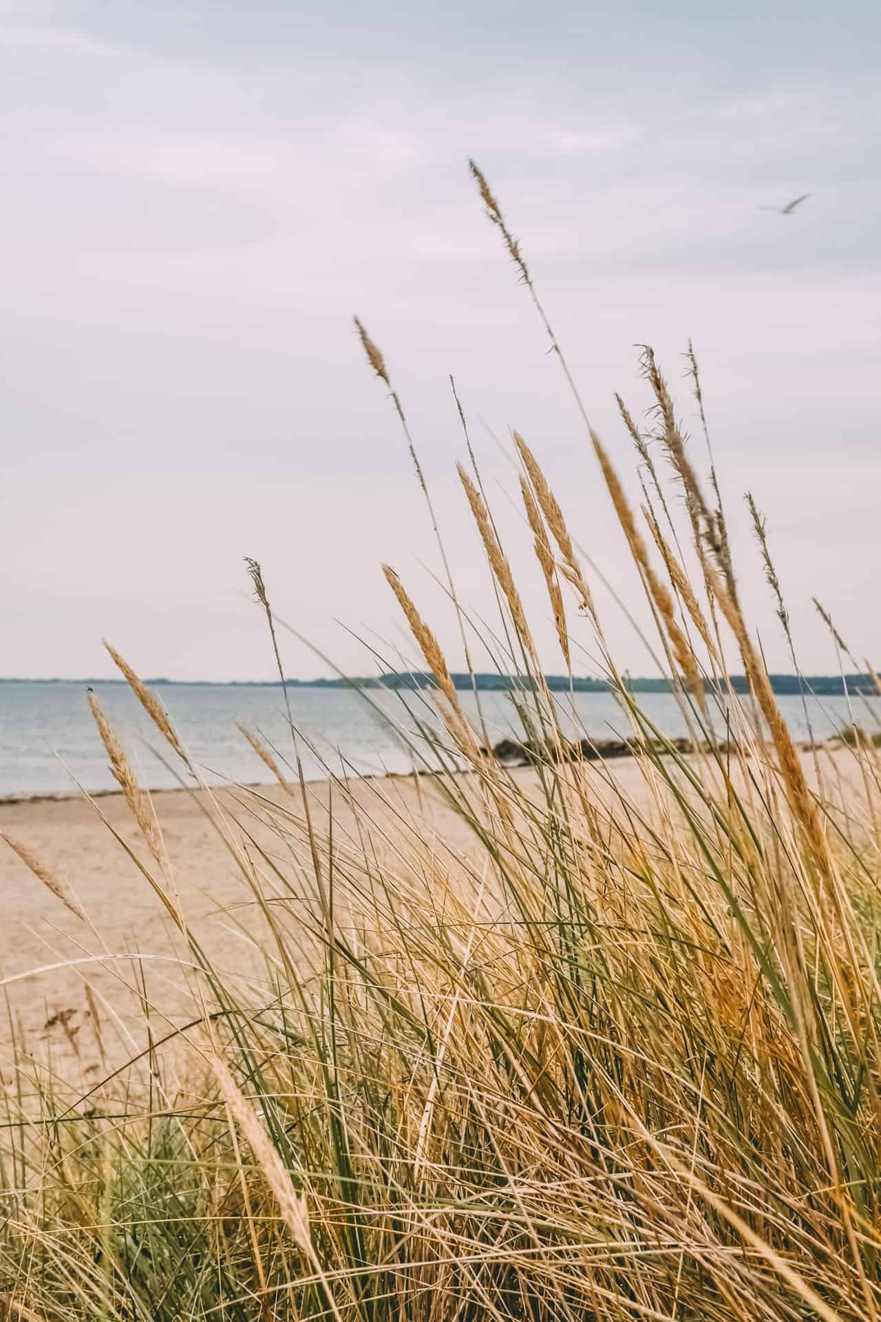 Gräser im Vordergrund und Strand und Meer im Hintergrund