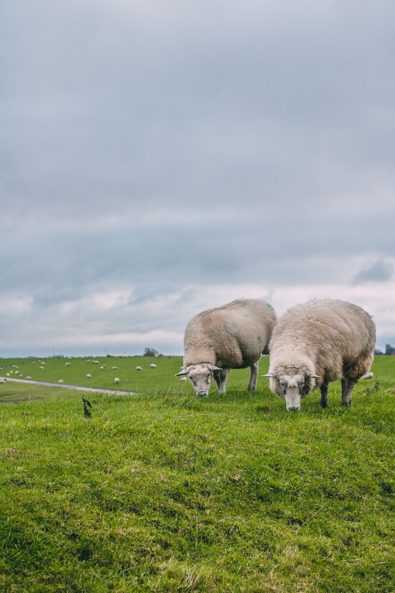 Zwei Schafe auf dem Deich