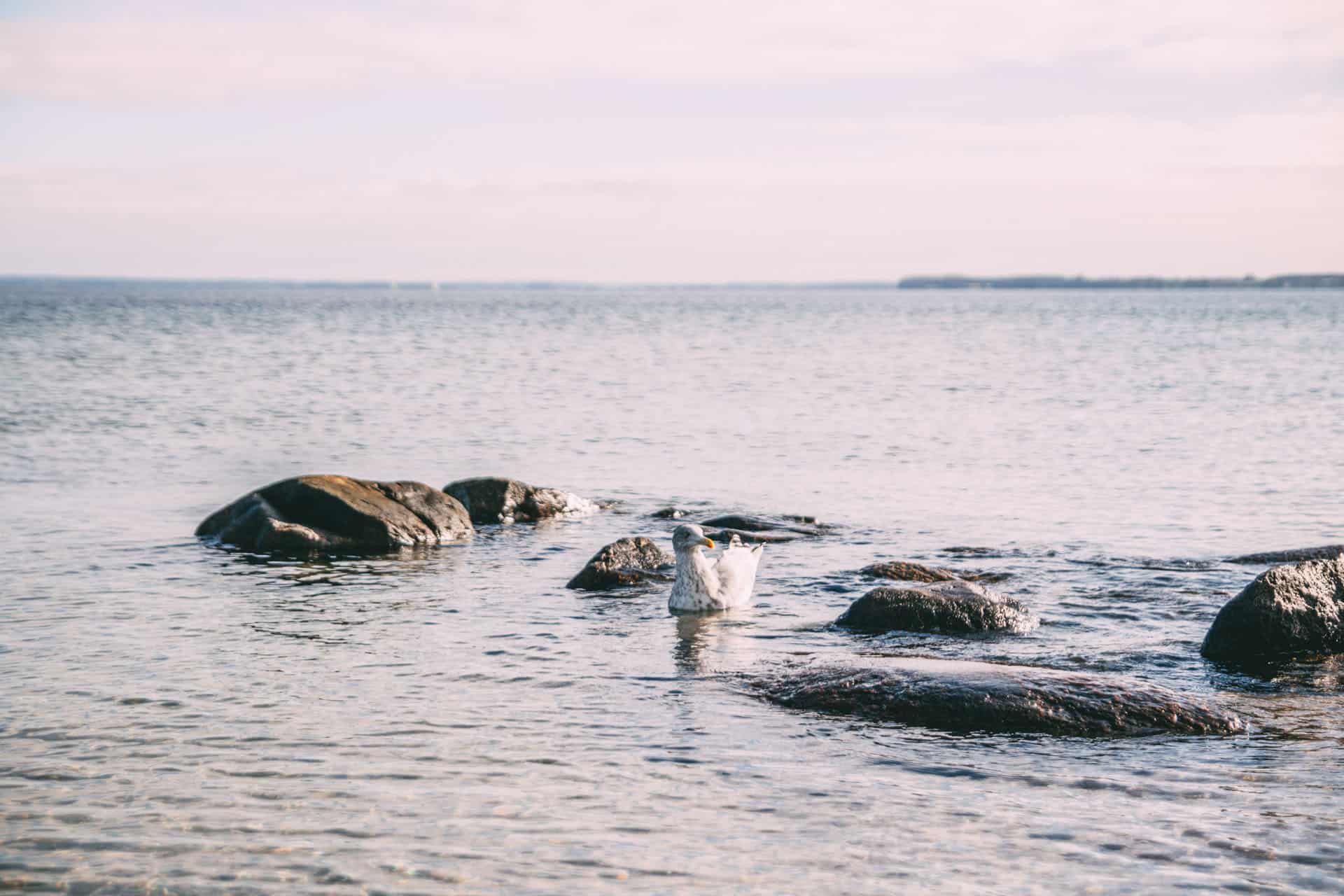 Eine Möwe schwimmt auf der Ostsee zwischen ein paar Felsen