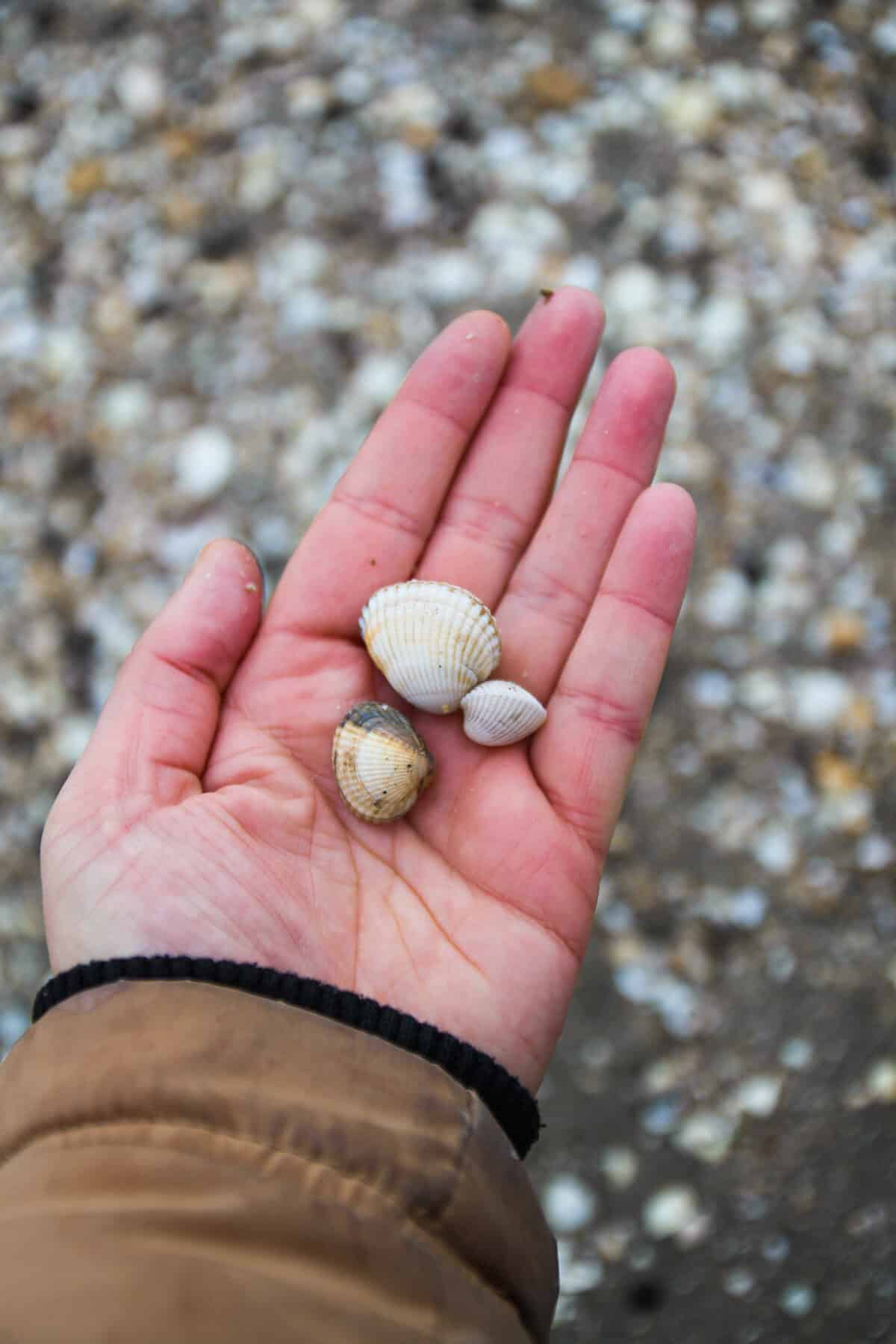 Muscheln auf Hand
