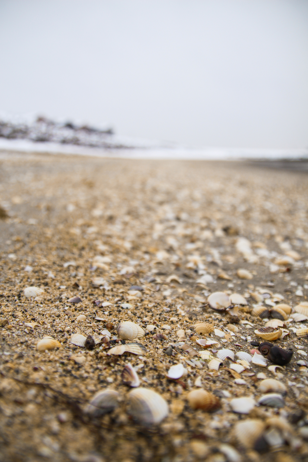 Muscheln am Strand von Büsum