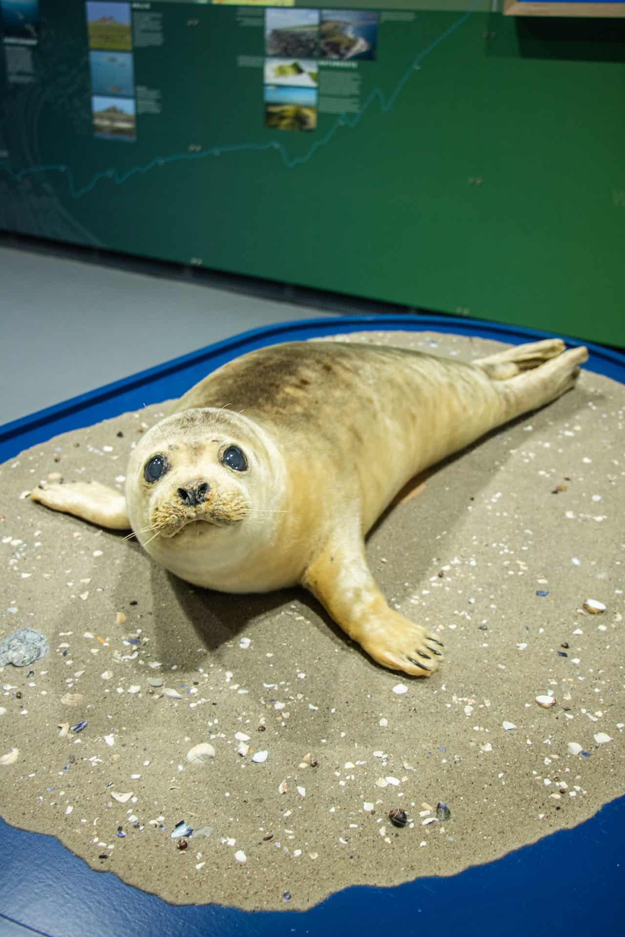 Ausgestopfter Heuler im Nationalparkhaus in Husum.