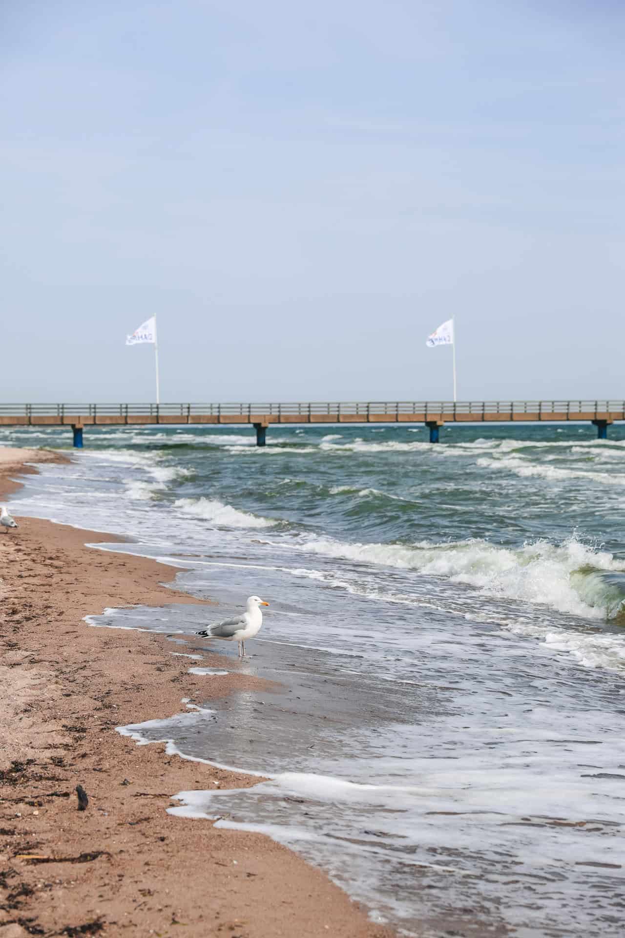 Eine Möwe am Strand von Dahme