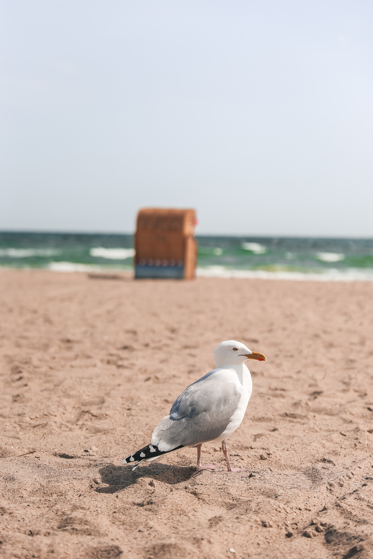 Eine Möwe am Strand von Dahme, ein Strandkorb und das Meer im Hintergrund