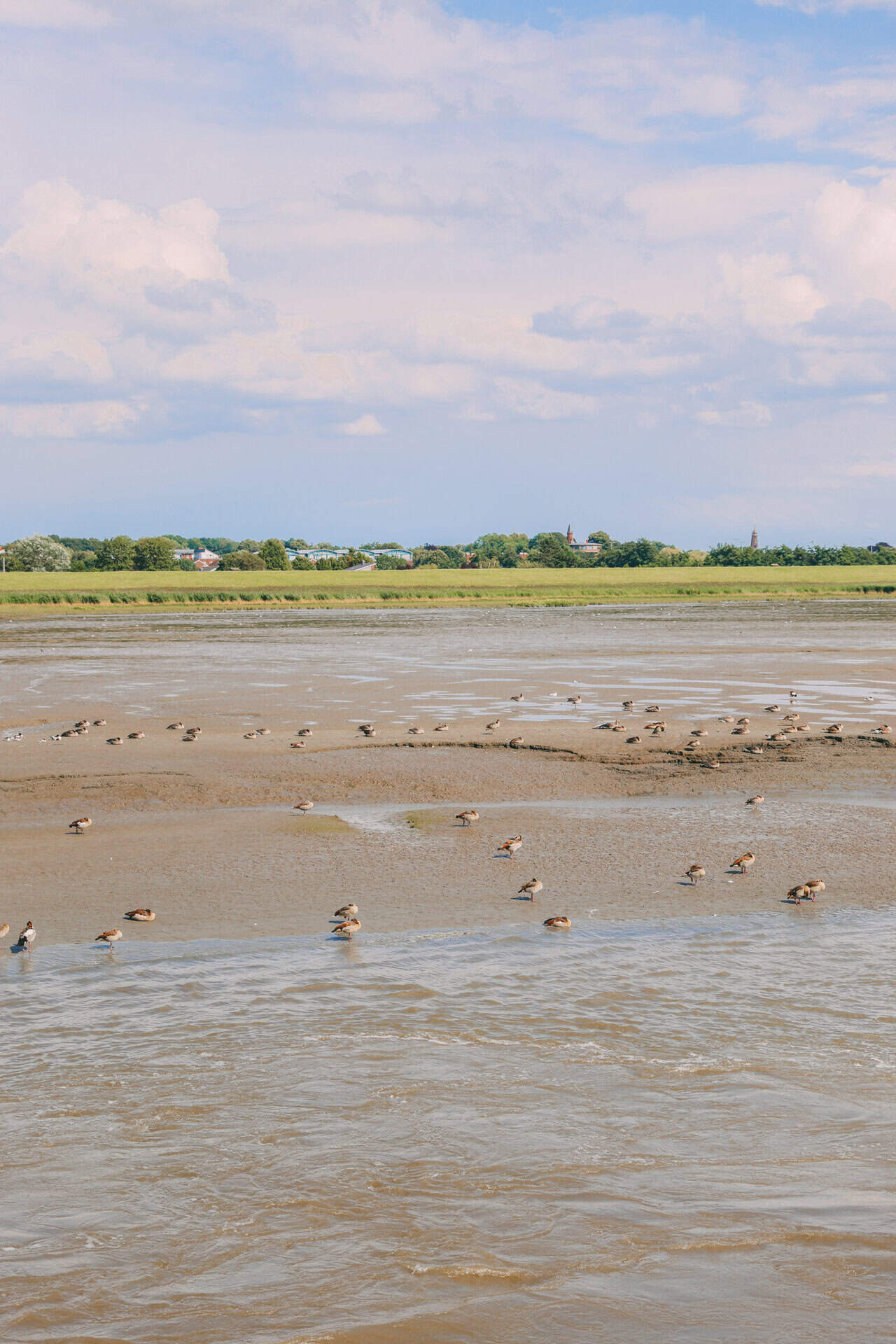 Vögel im Watt auf der Radtour vor Glückstadt