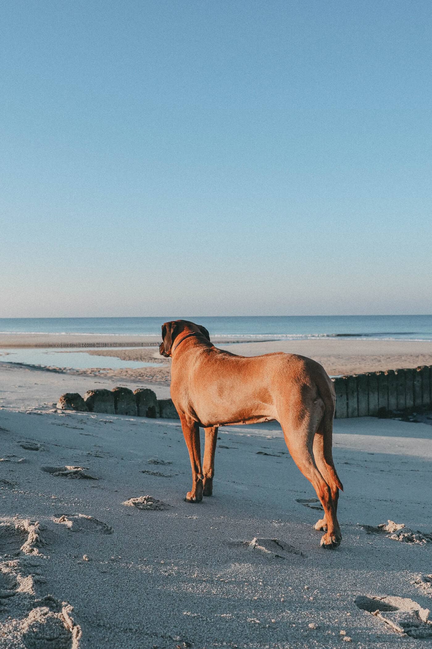 Hundestrand auf Sylt