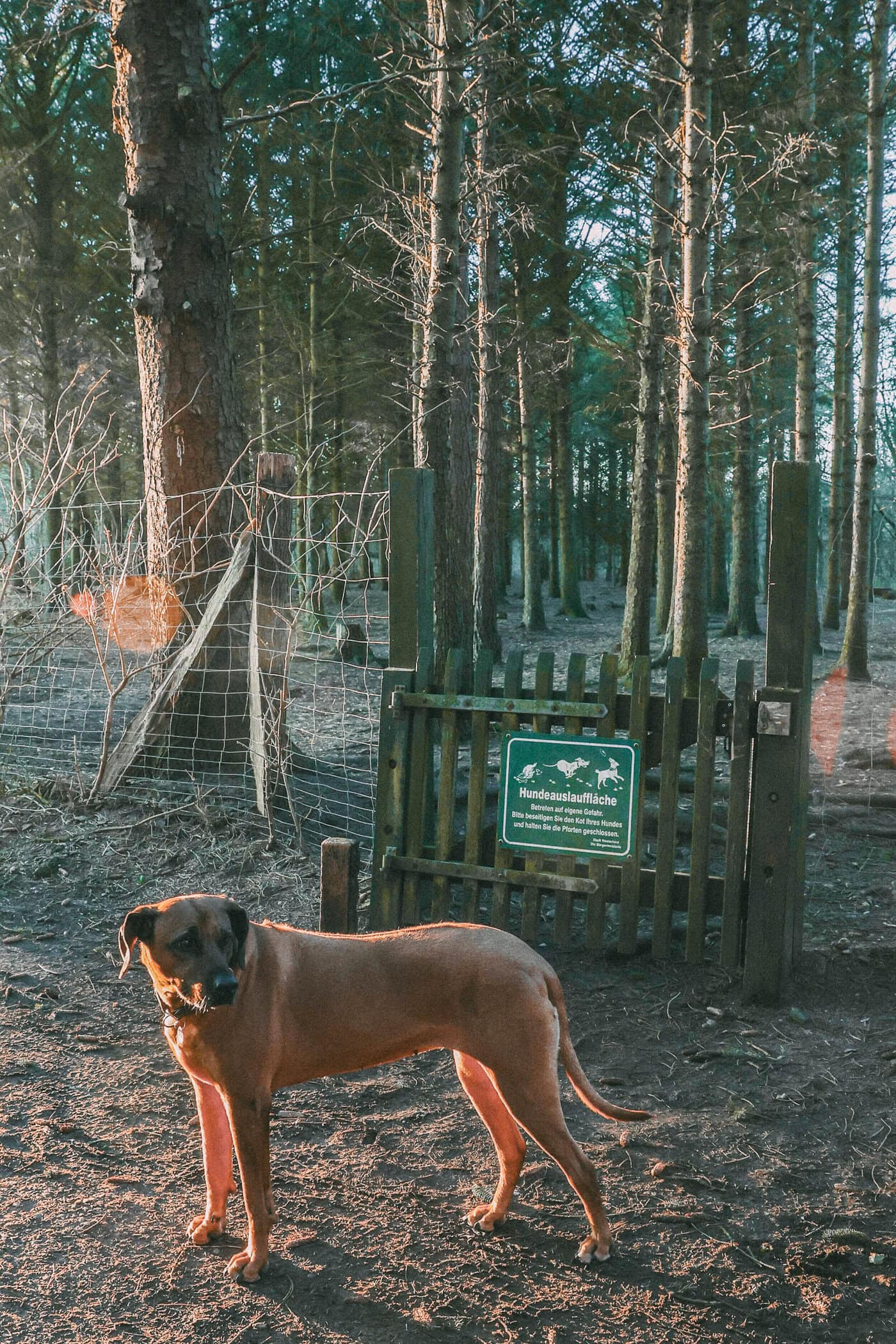 Hundeauslauffläche auf Sylt mit Hund