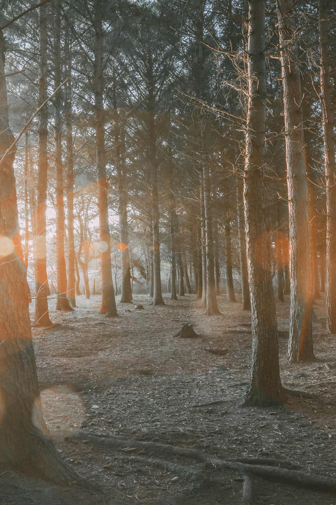 Hundeauslauffläche auf Sylt mit Hund