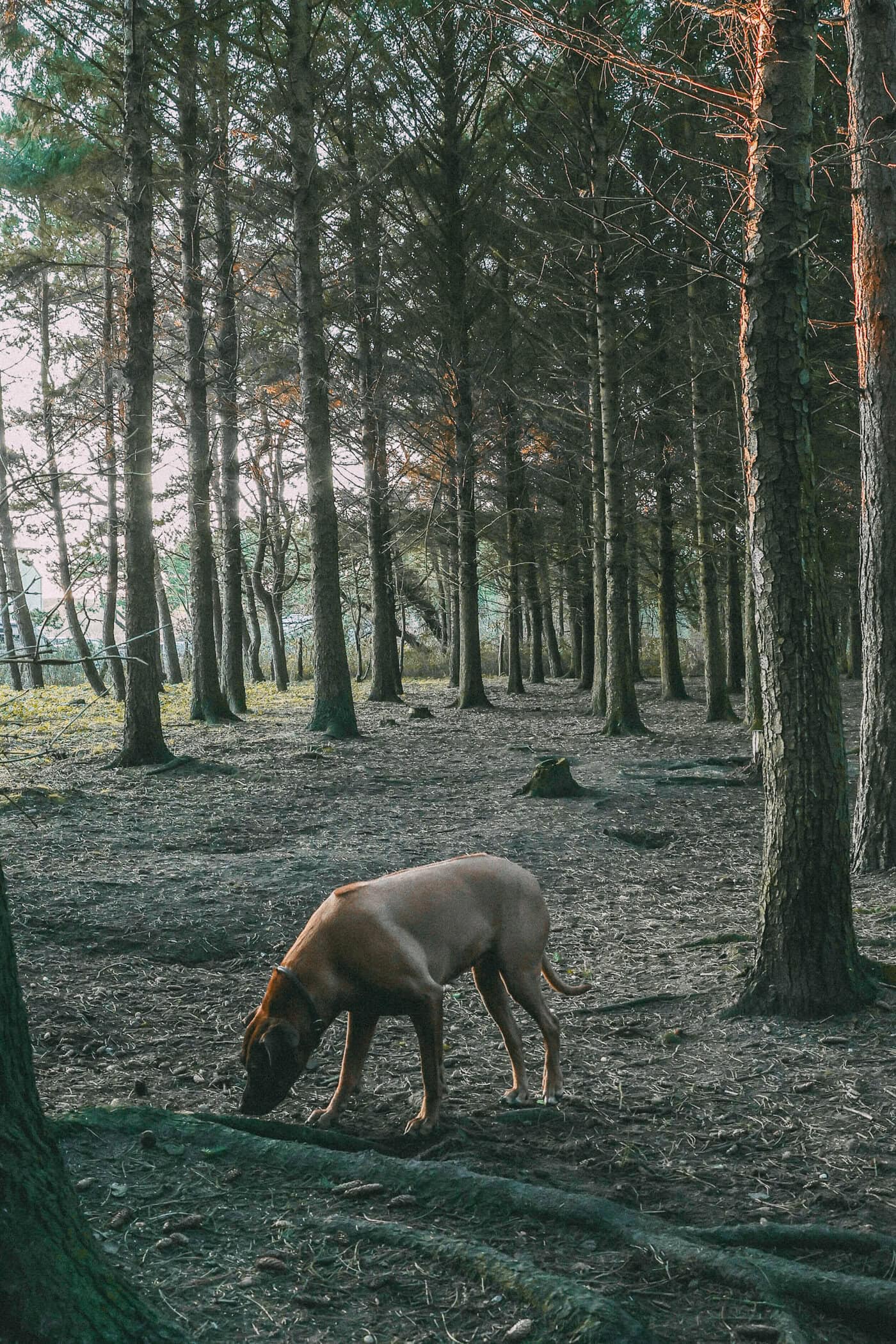 Hundeauslauffläche auf Sylt mit Hund