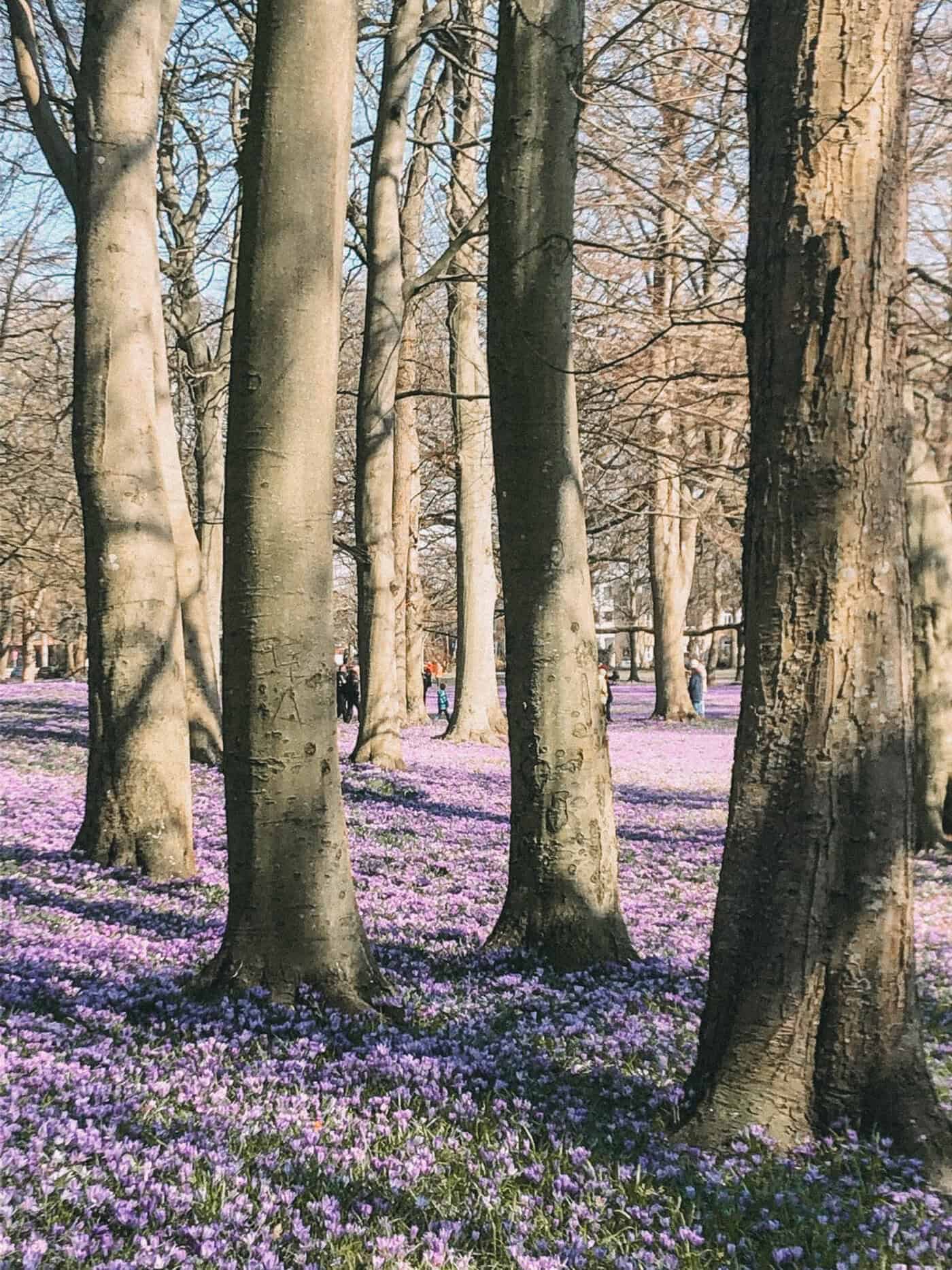 Krokusblütenfest in Husum