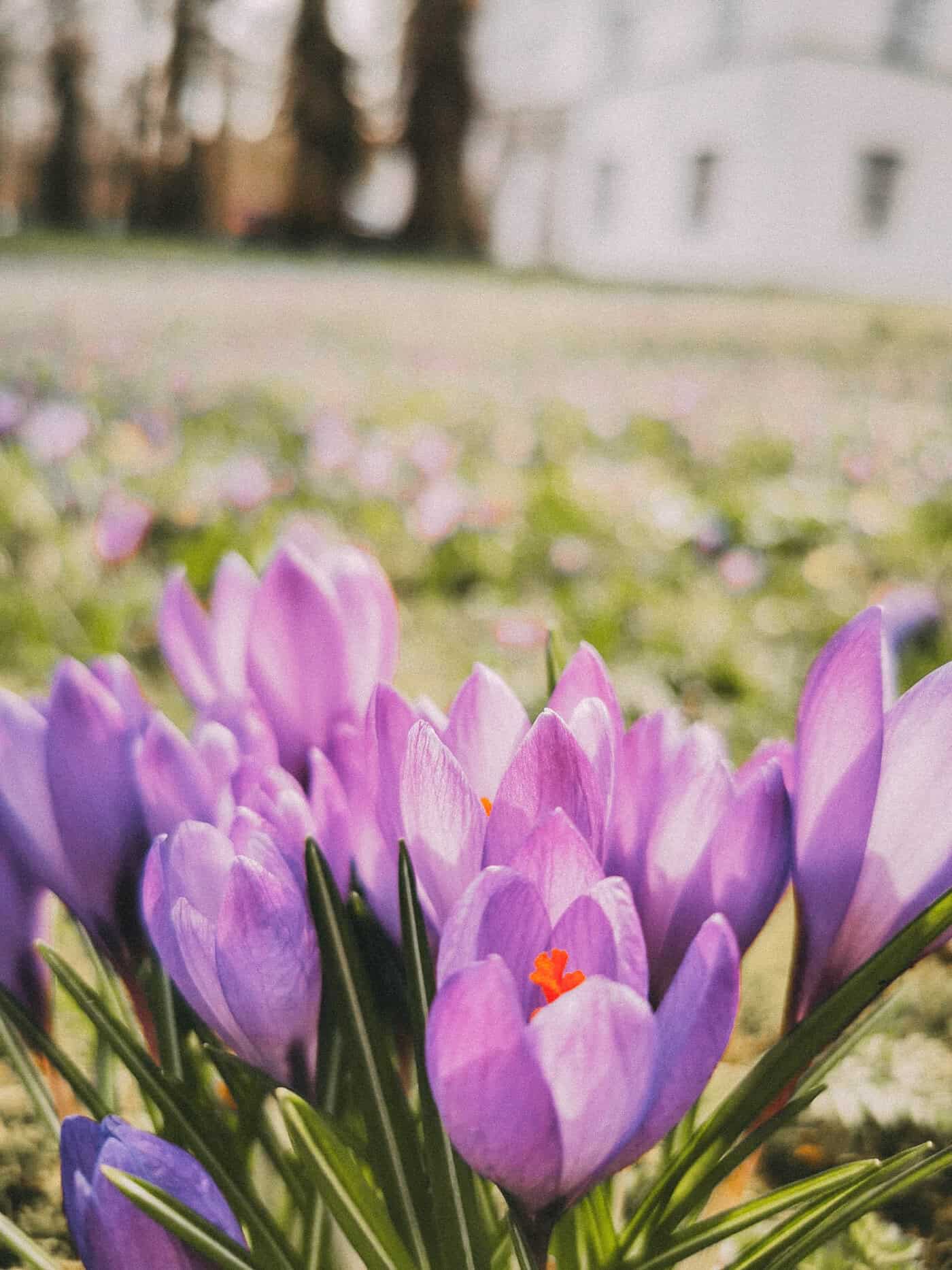 Krokusblütenfest in Husum