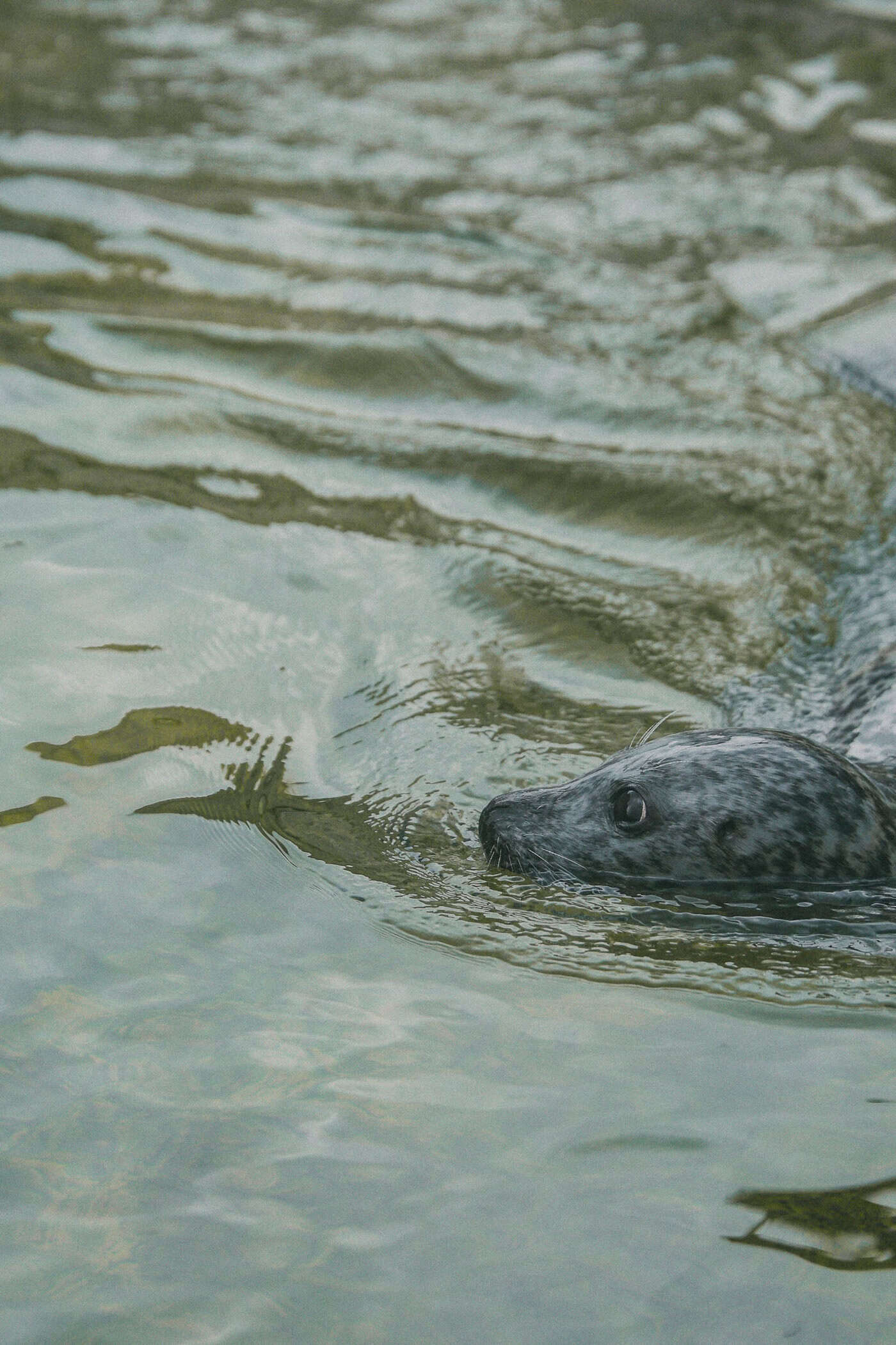 Seehundbecken an der Kiellinie kostenlos angucken bei einem Tag Kiel on a budget