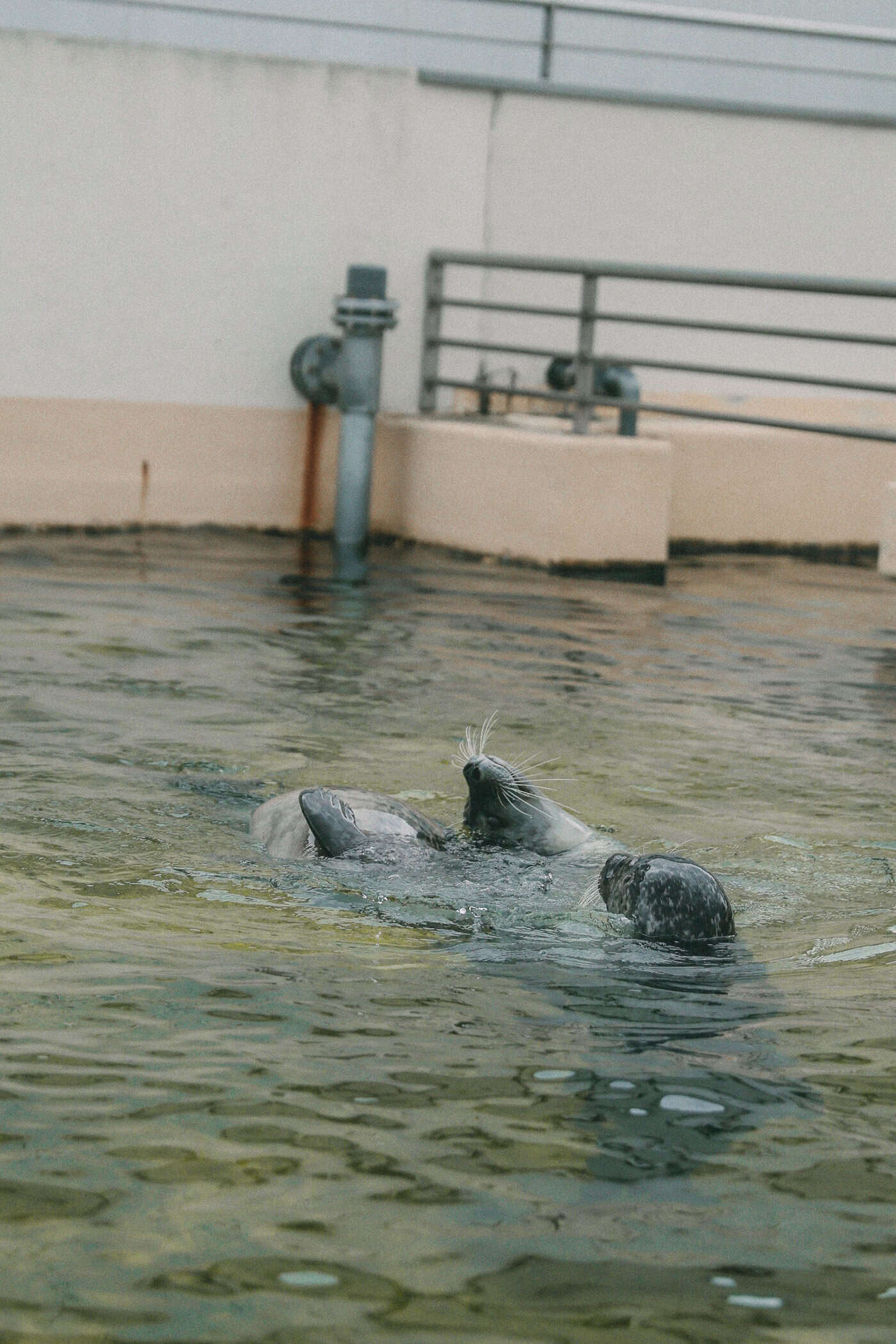Seehunde am Spielen an der Kiellinie